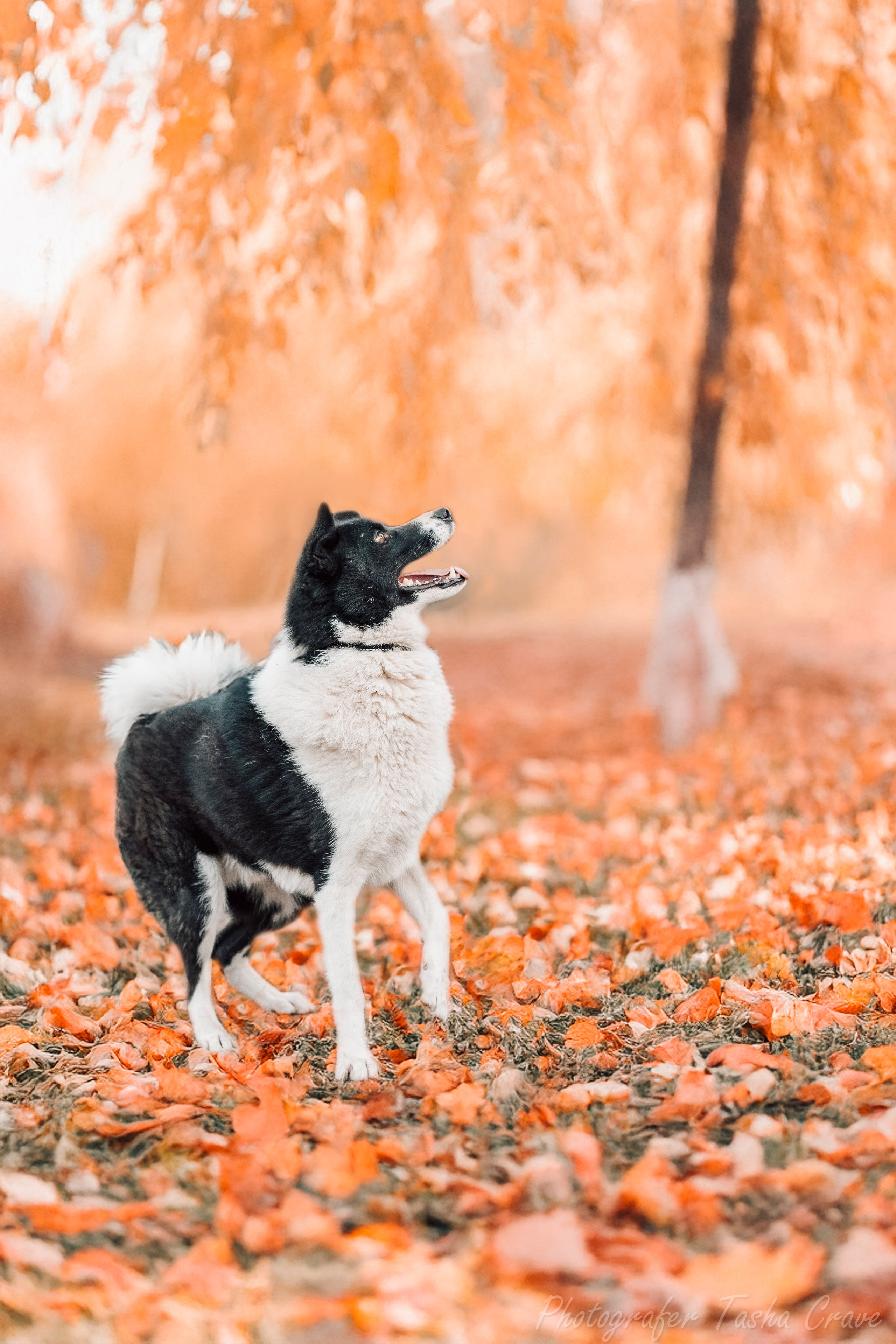 Приют для собак. Фотограф анималист в Санкт-Петербурге Таша Крейв