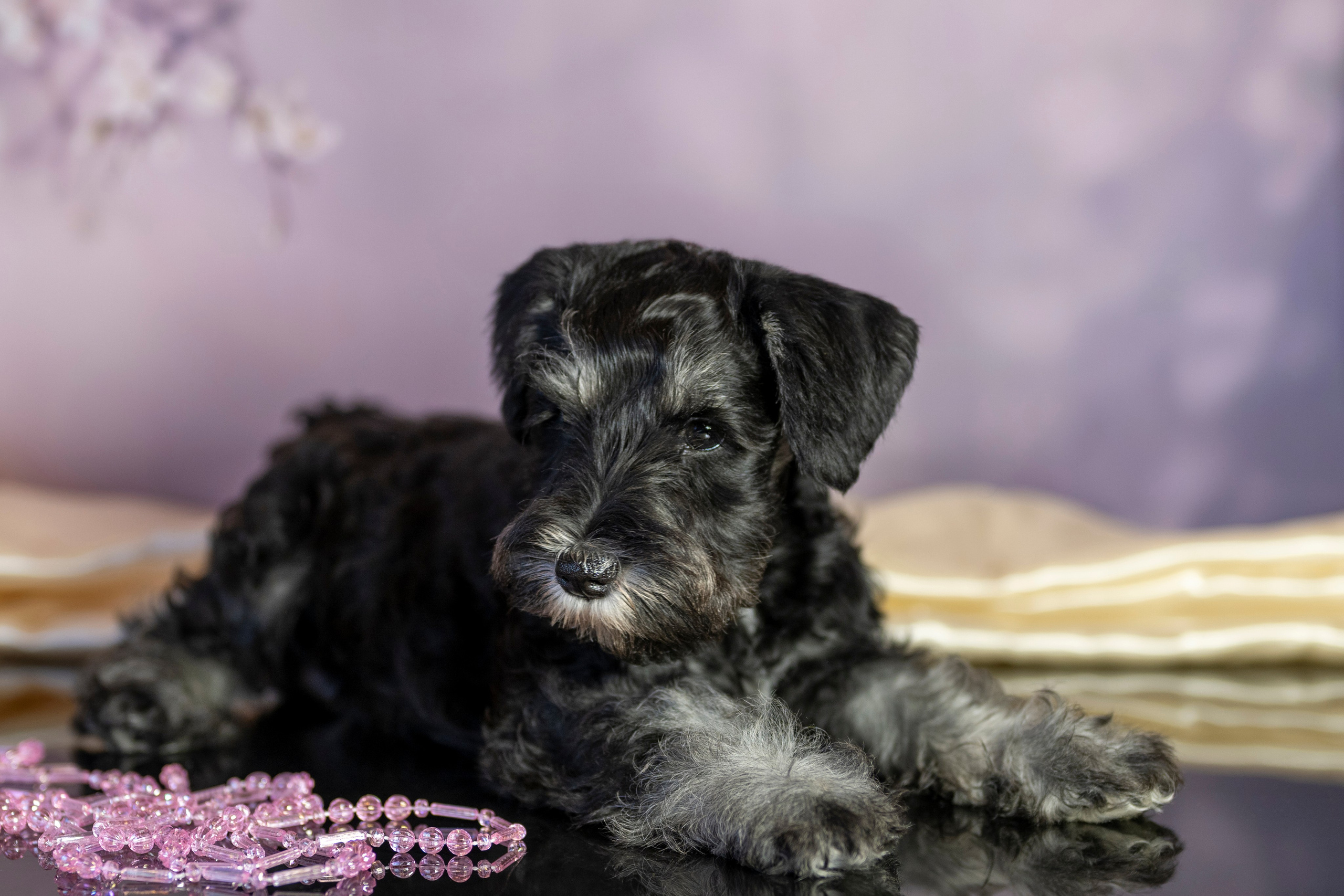 Фотограф анималист в Санкт-Петербурге Таша Крейв