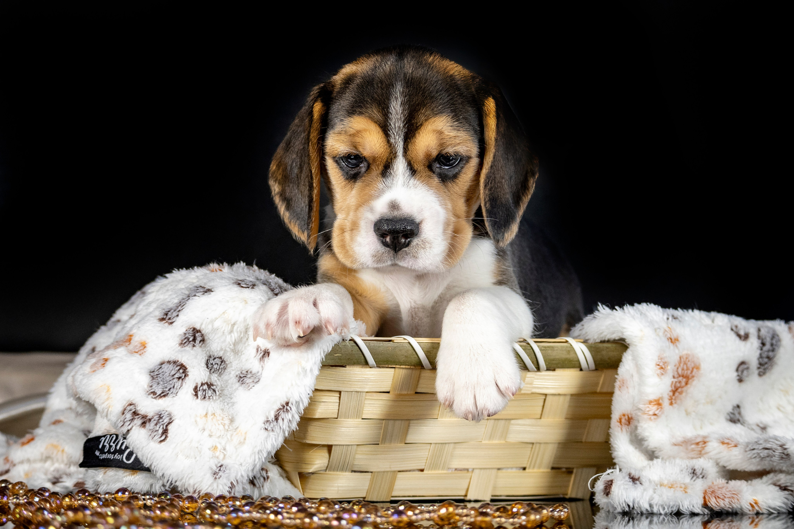 Фотосессия щенков бигля. Фотограф анималист в Санкт-Петербурге Таша Крейв