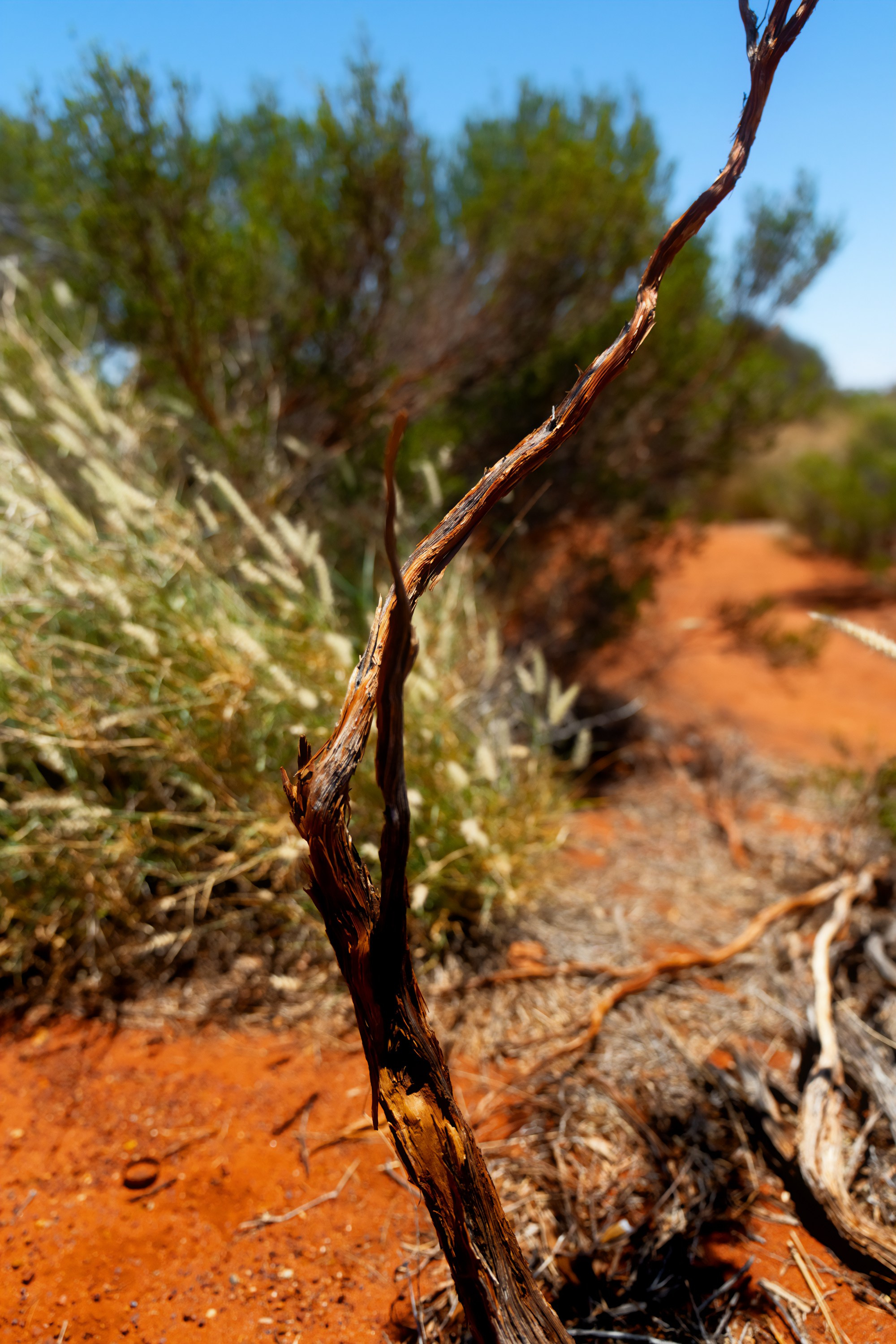 Австралия. Фотограф в Хабаровске. Фотография за 24 часа