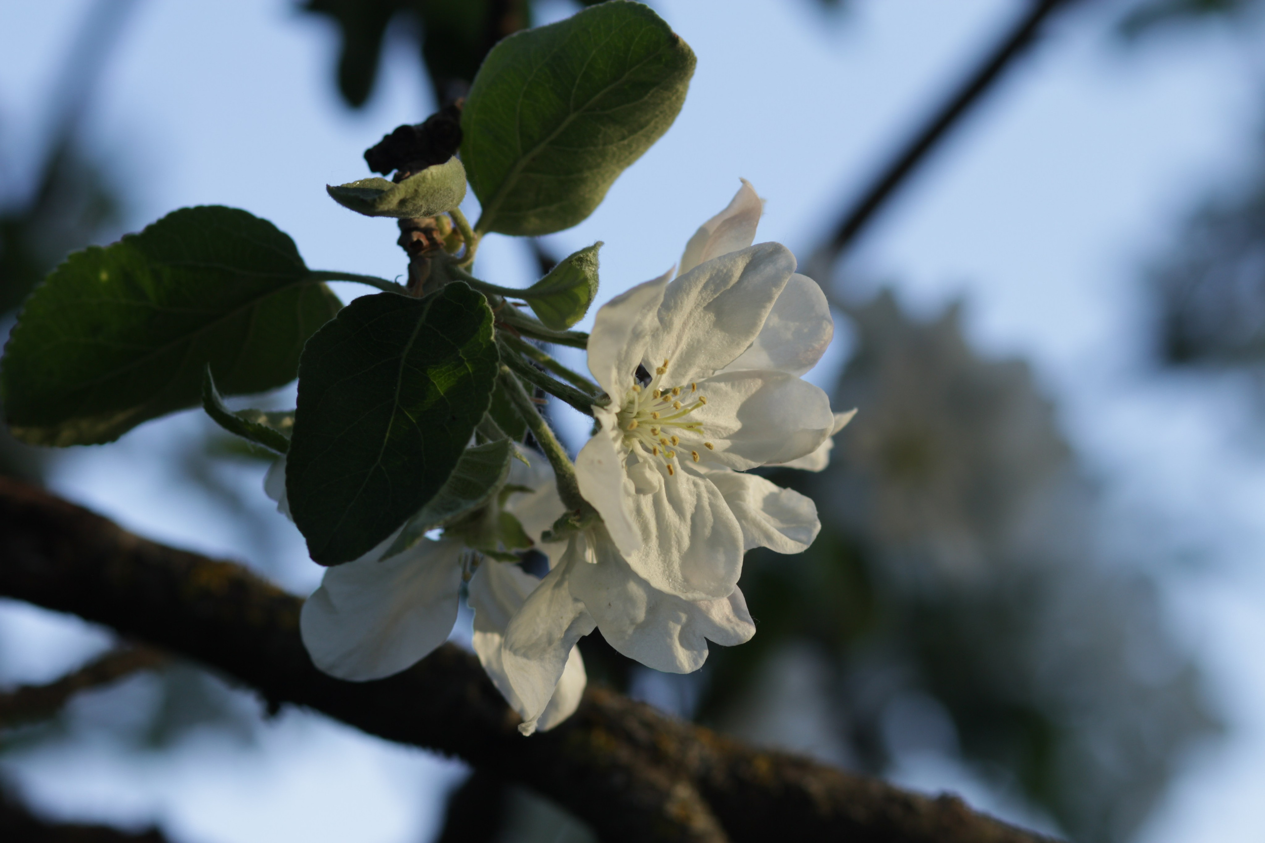 Яблоневый цвет
