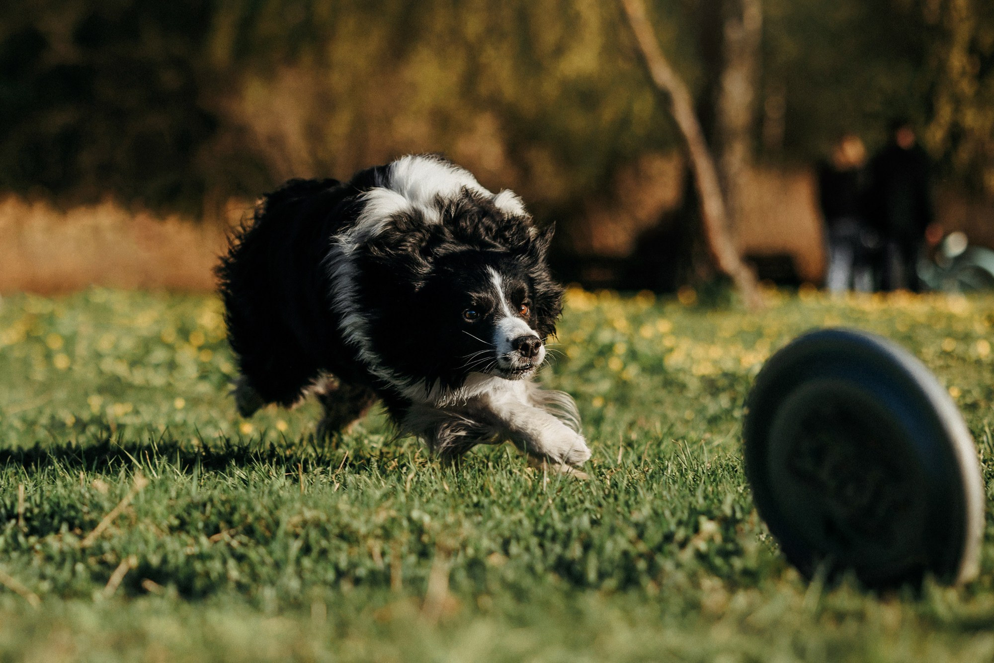Аня и Иден. Фотограф-анималист Елена Радченко, Москва