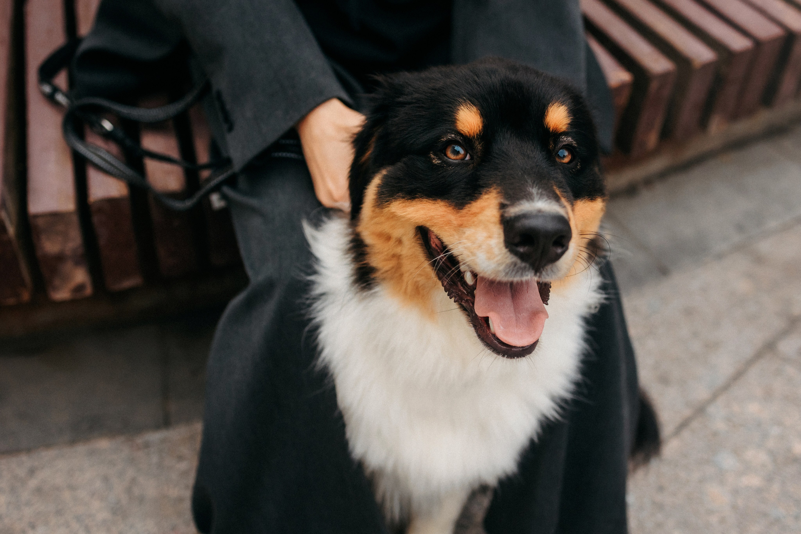 Лена и Рэй. Фотограф-анималист Елена Радченко, Москва