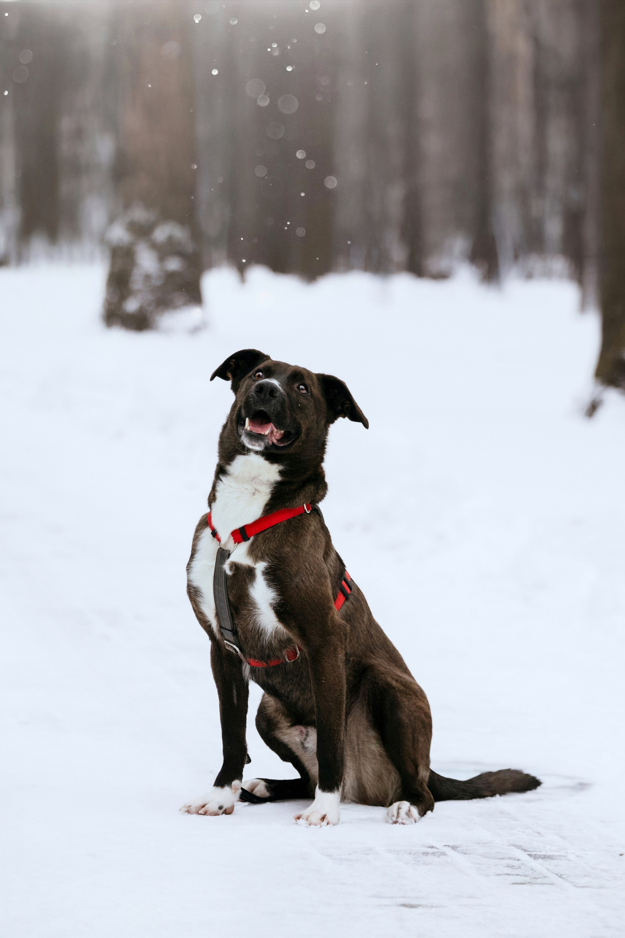 Собаки из приюта Дубовая роща зима. Фотограф-анималист Татьяна Степанова