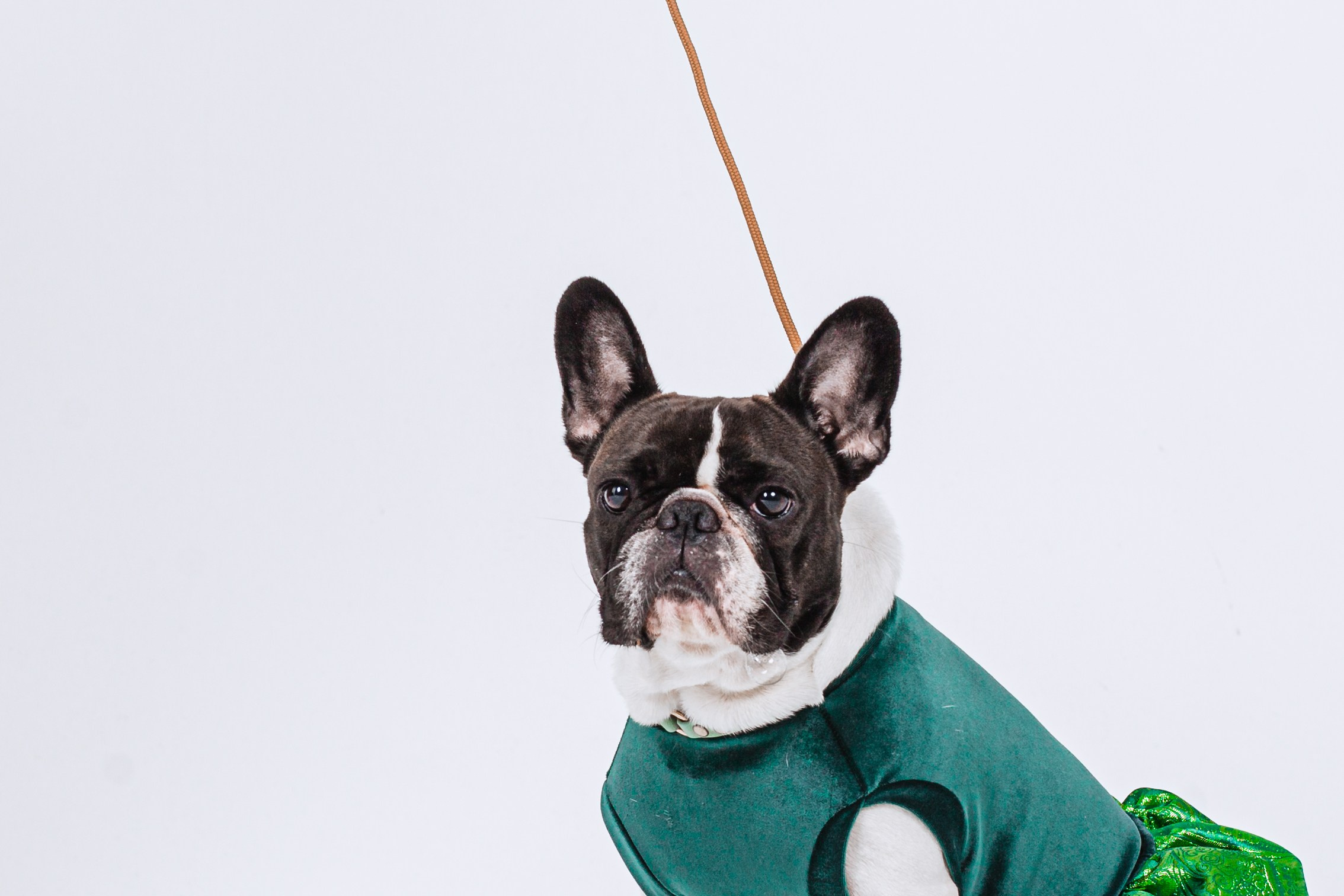 Пижамная вечеринка французских бульдогов и их хозяев. Фотограф-анималист Татьяна Степанова