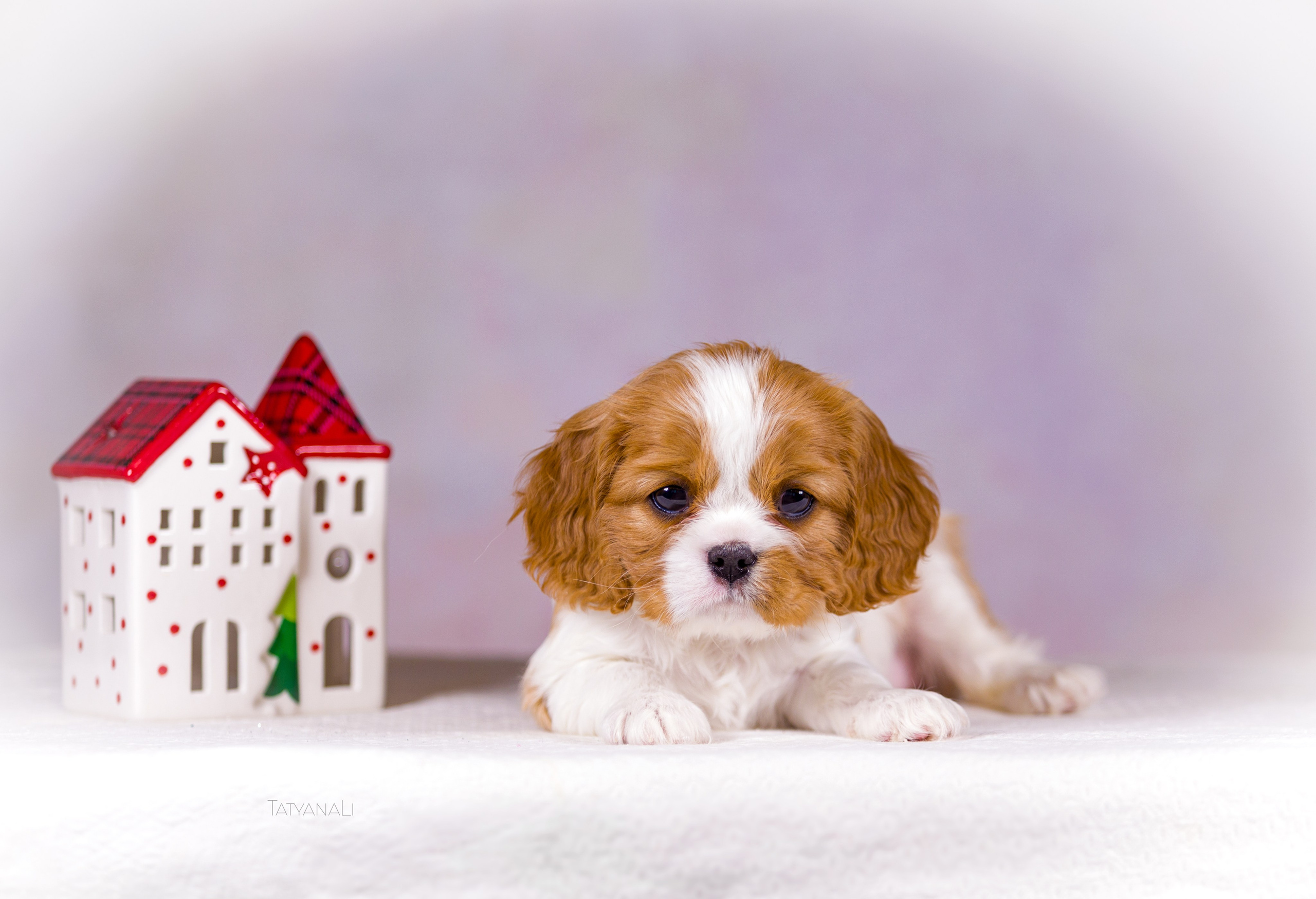 Кавалер-Кинг-Чарльз-Спаниель. Фотограф — анималист Татьяна Ли