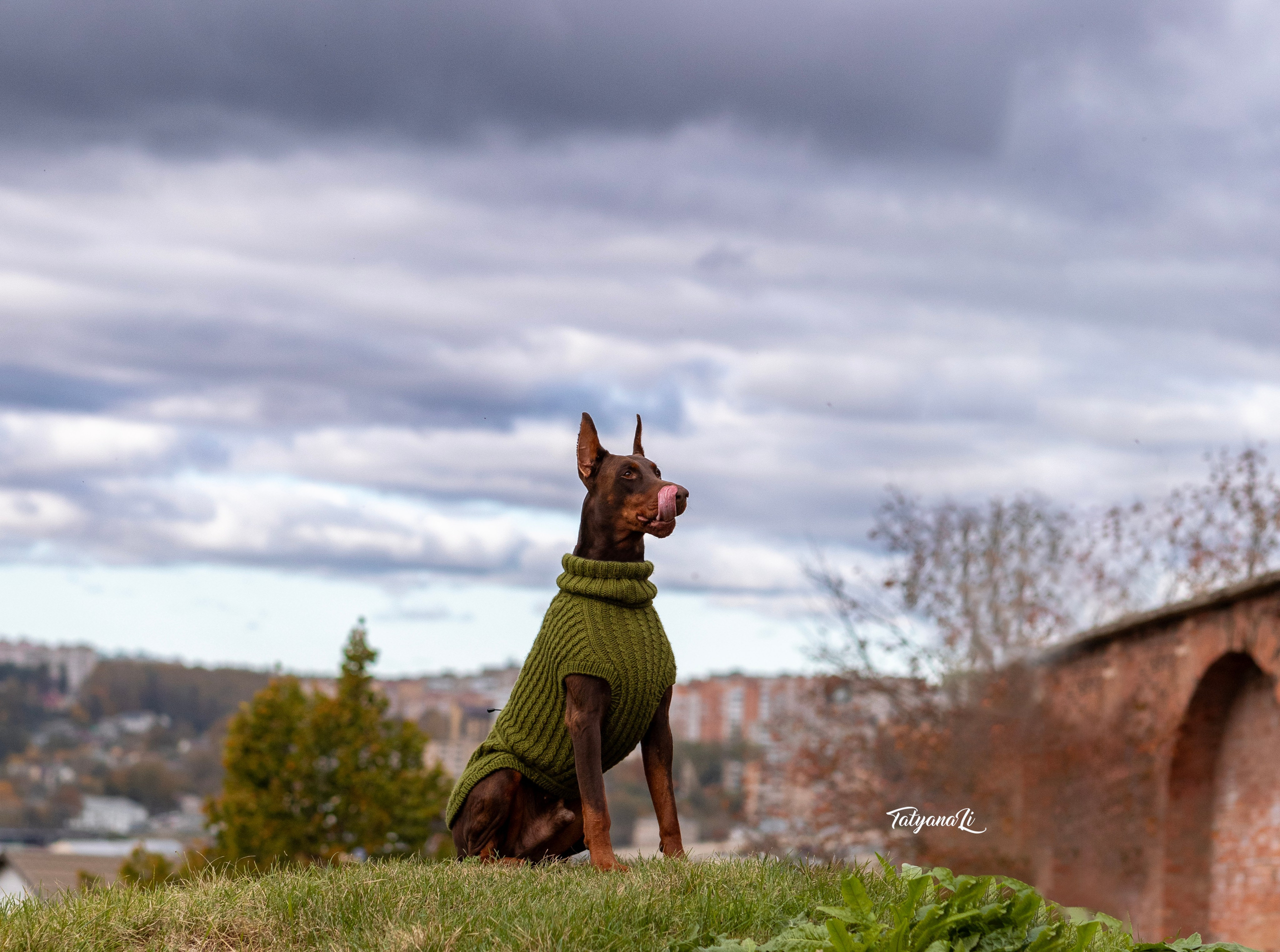 Доберман. Фотограф — анималист Татьяна Ли