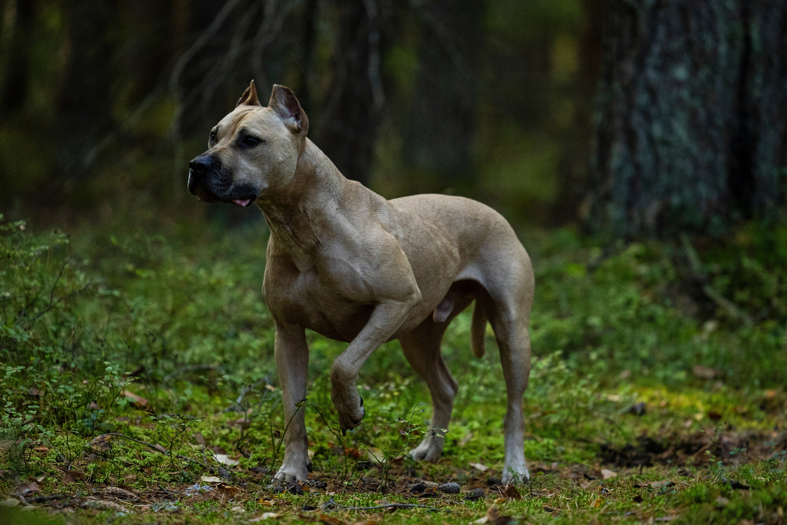 Фобос. Фотограф-анималист Анна Маринич
