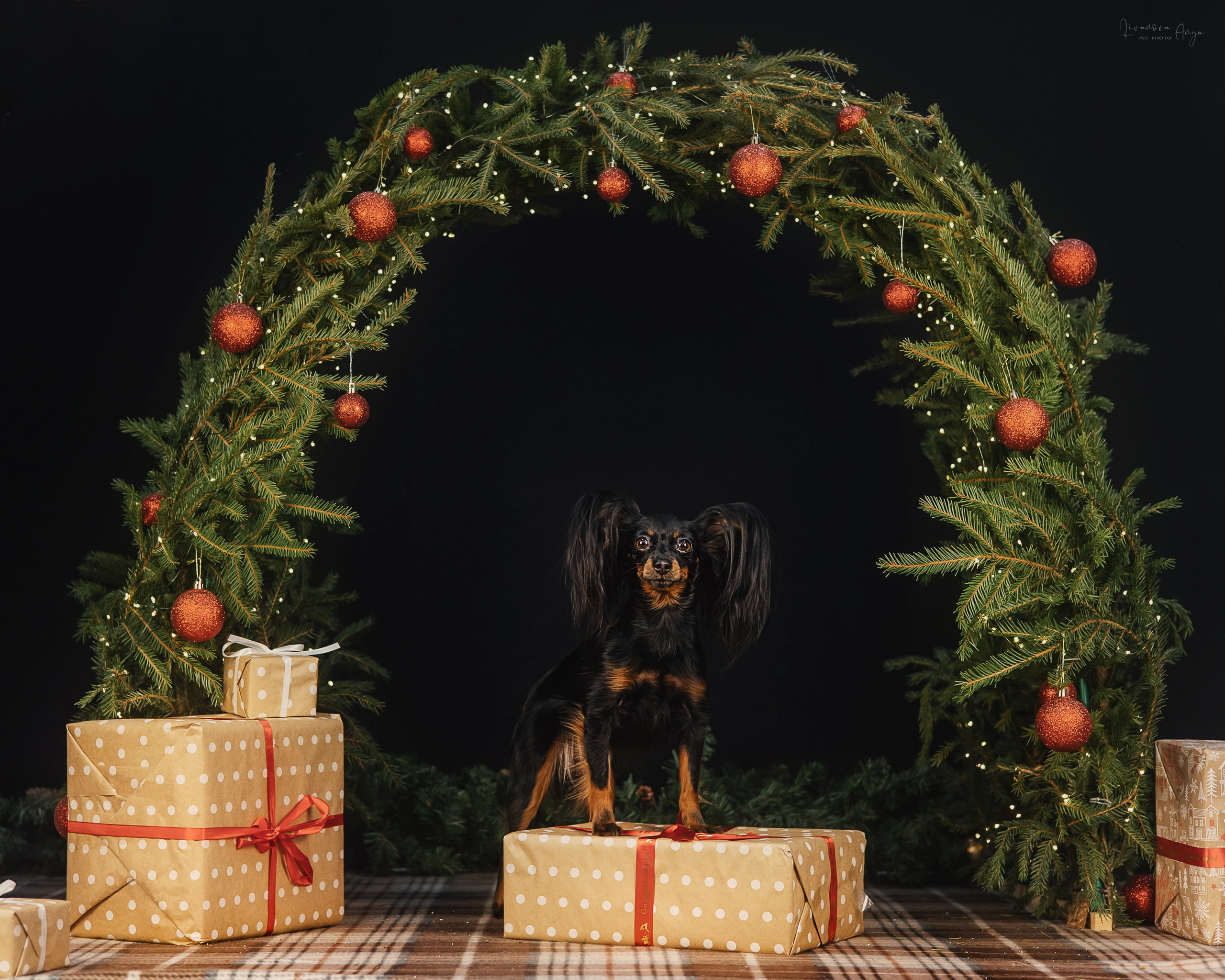 Фотодень_1 2025. Фотограф анималист Аня Ливанова | Рыбинск