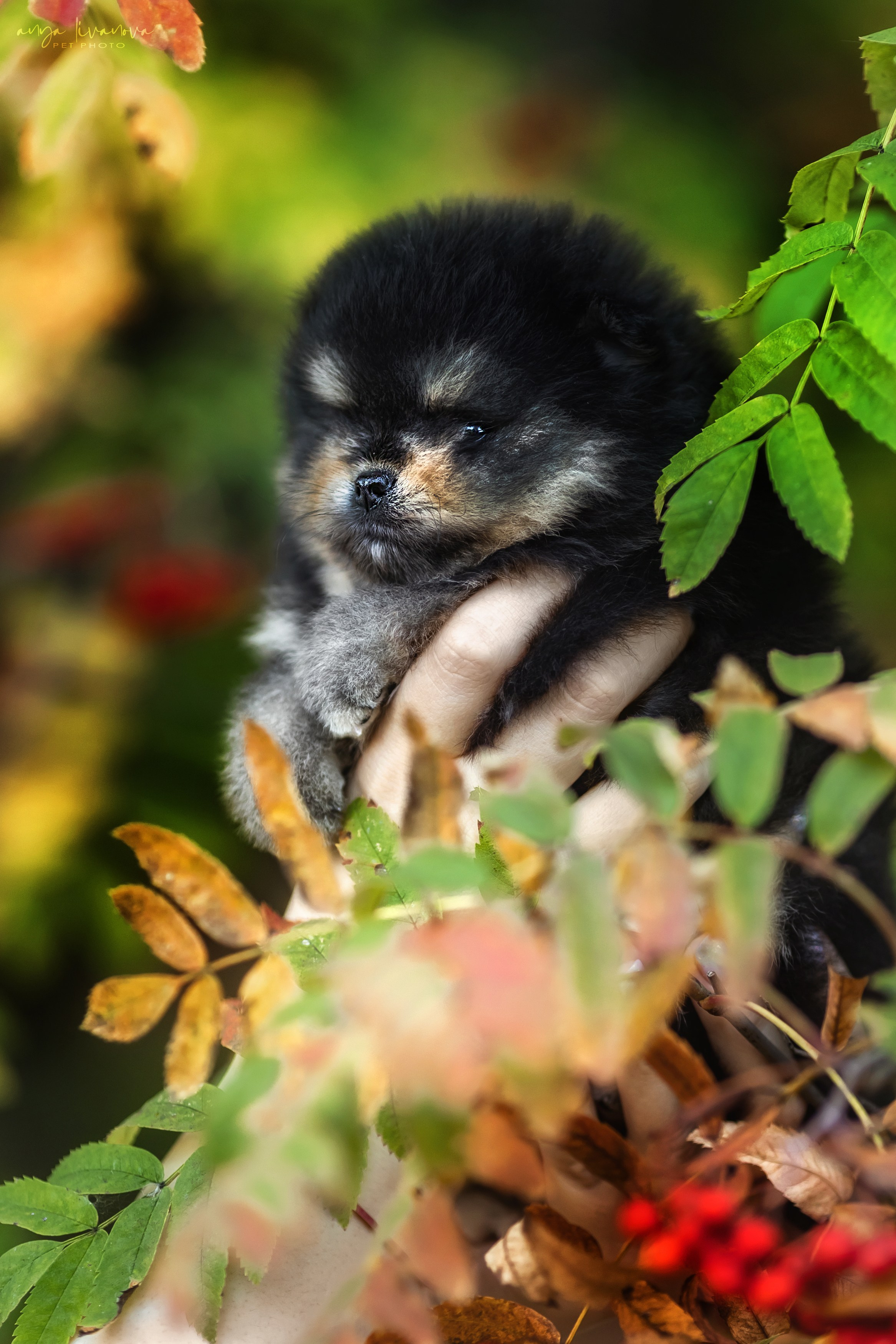 Шпицы. Фотограф анималист Аня Ливанова | Рыбинск