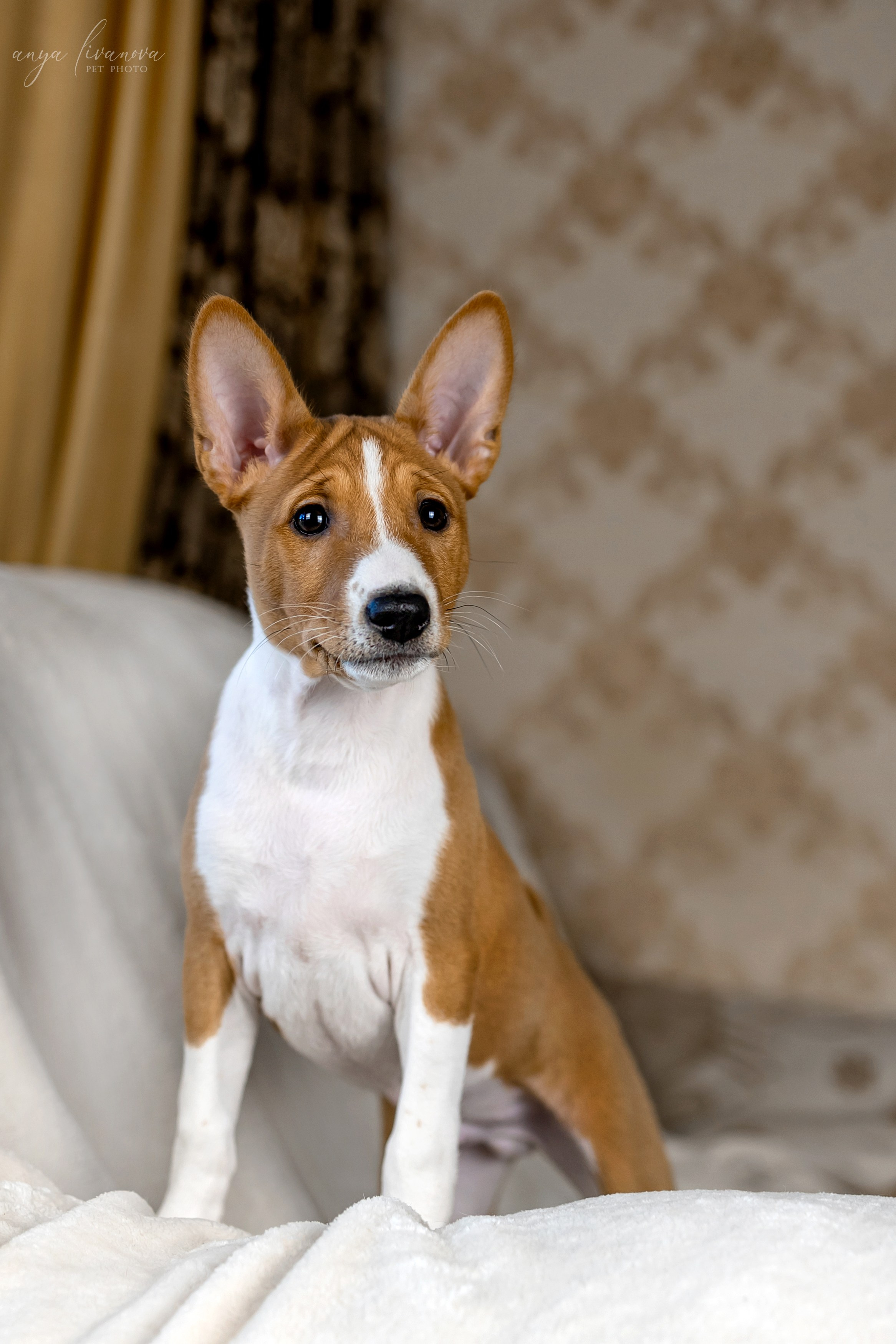 Балу. Фотограф анималист Аня Ливанова | Рыбинск