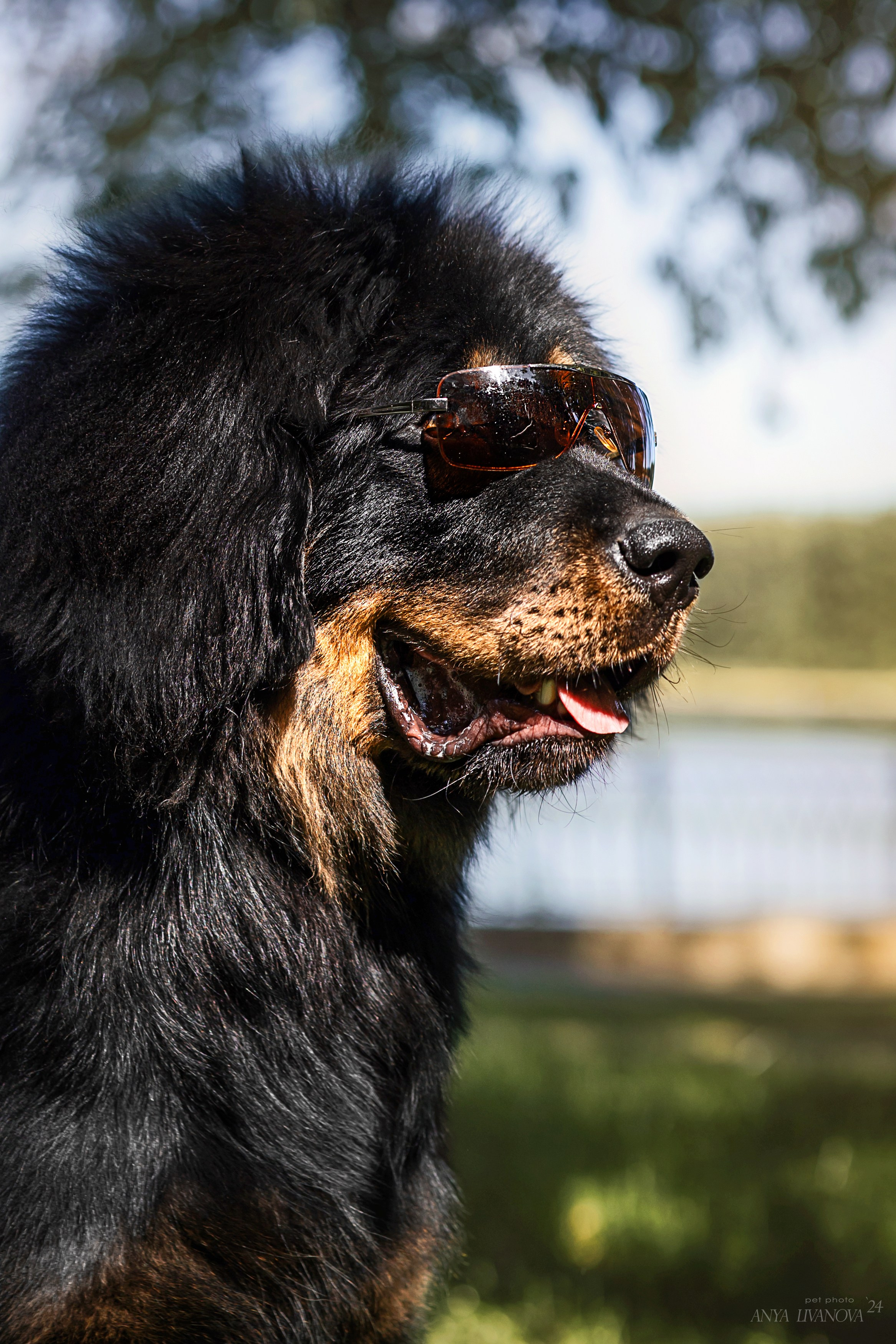 Адмирал. Фотограф анималист Аня Ливанова | Рыбинск