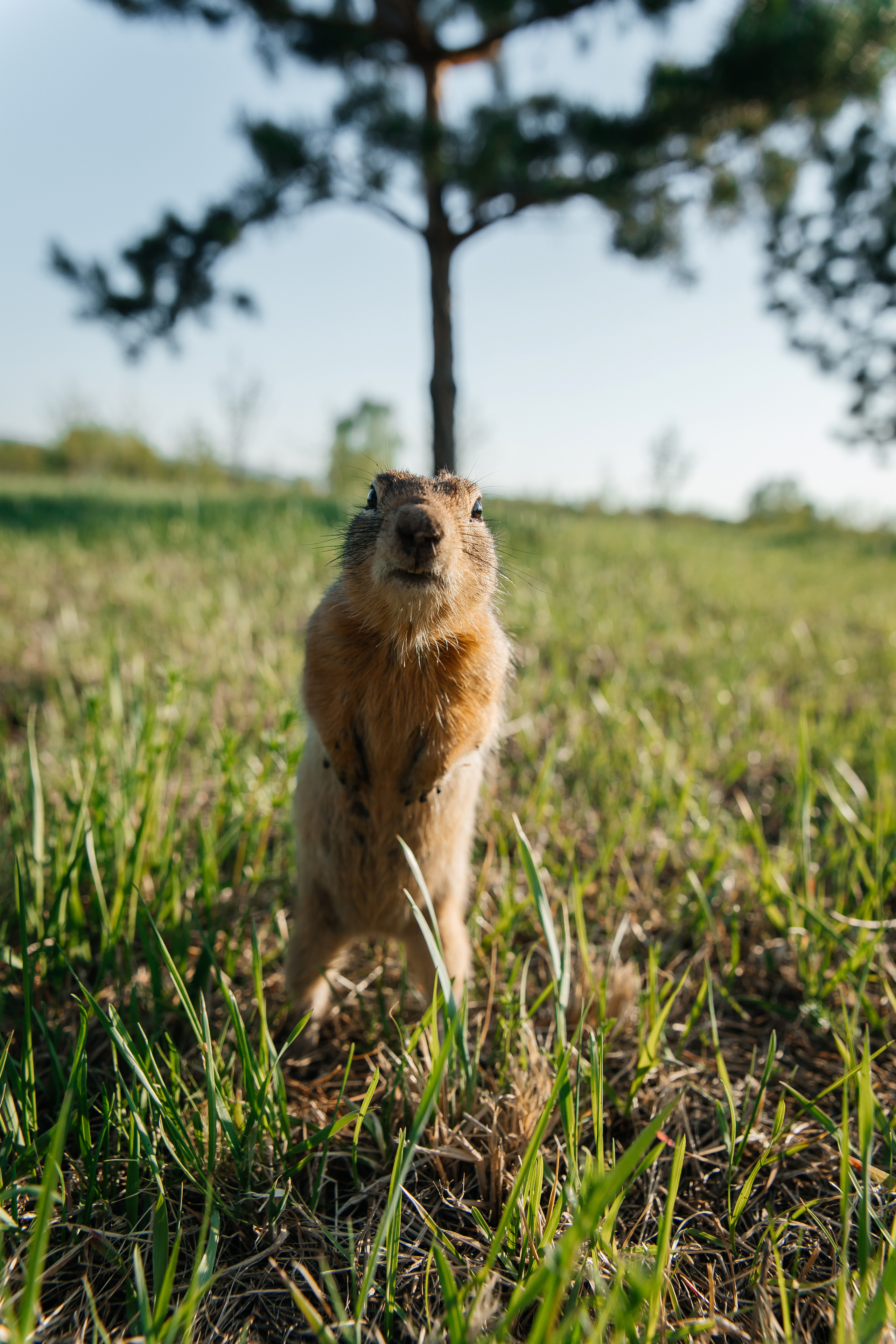 Семейная. Свадебный фотограф Красноярск — Кристина Ива