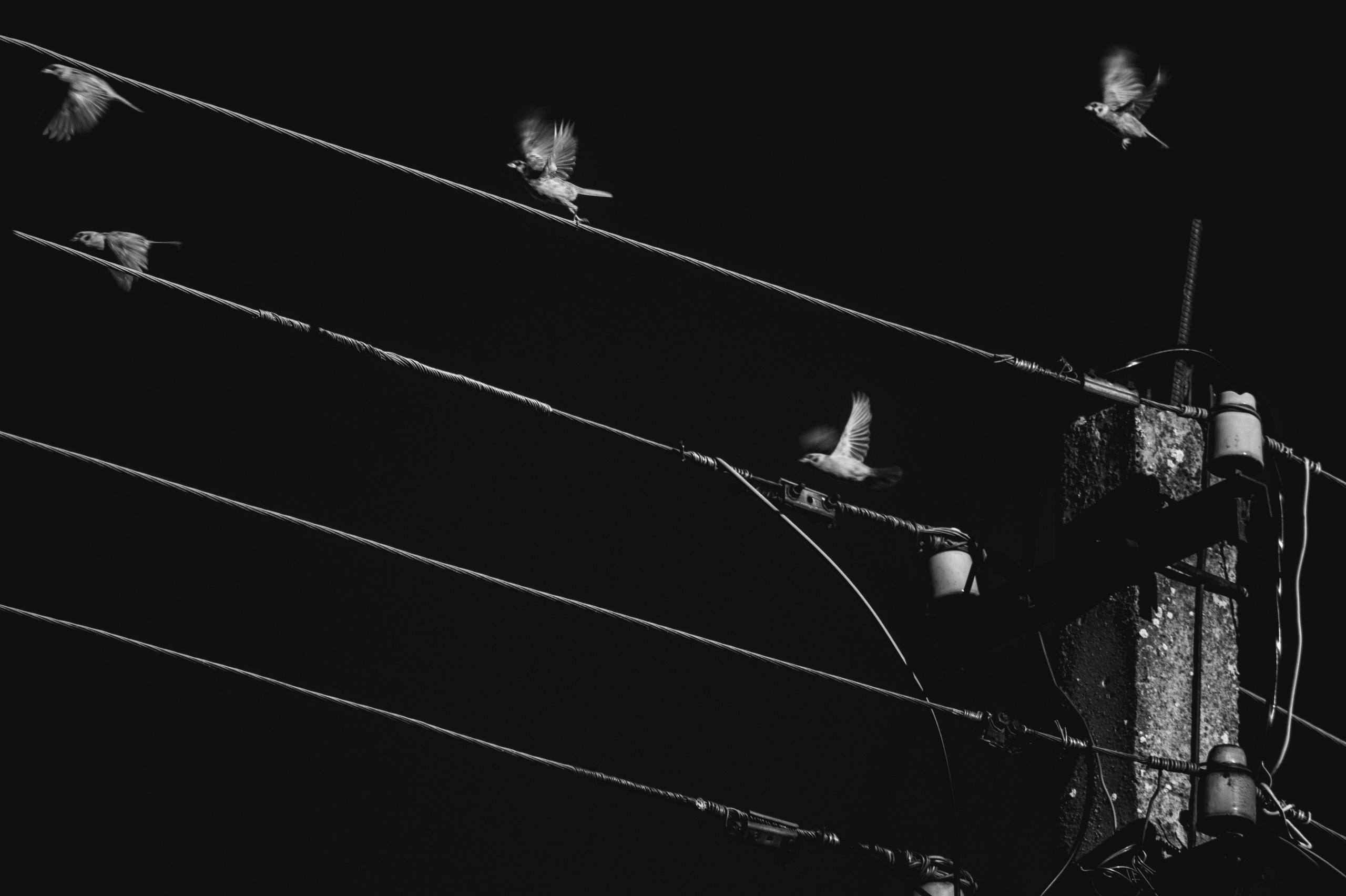 Black and White — Черно белый