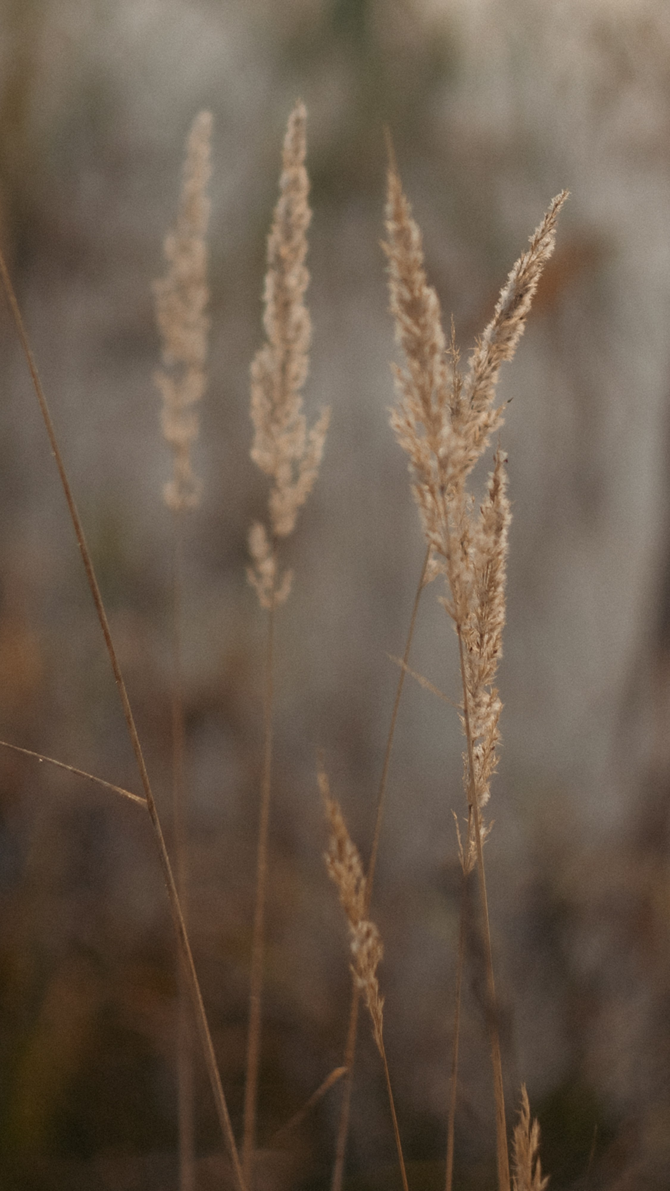 Анастасия и Бенц. Фотограф анималист в Москве и Санкт-Петербурге Свиридова Анна