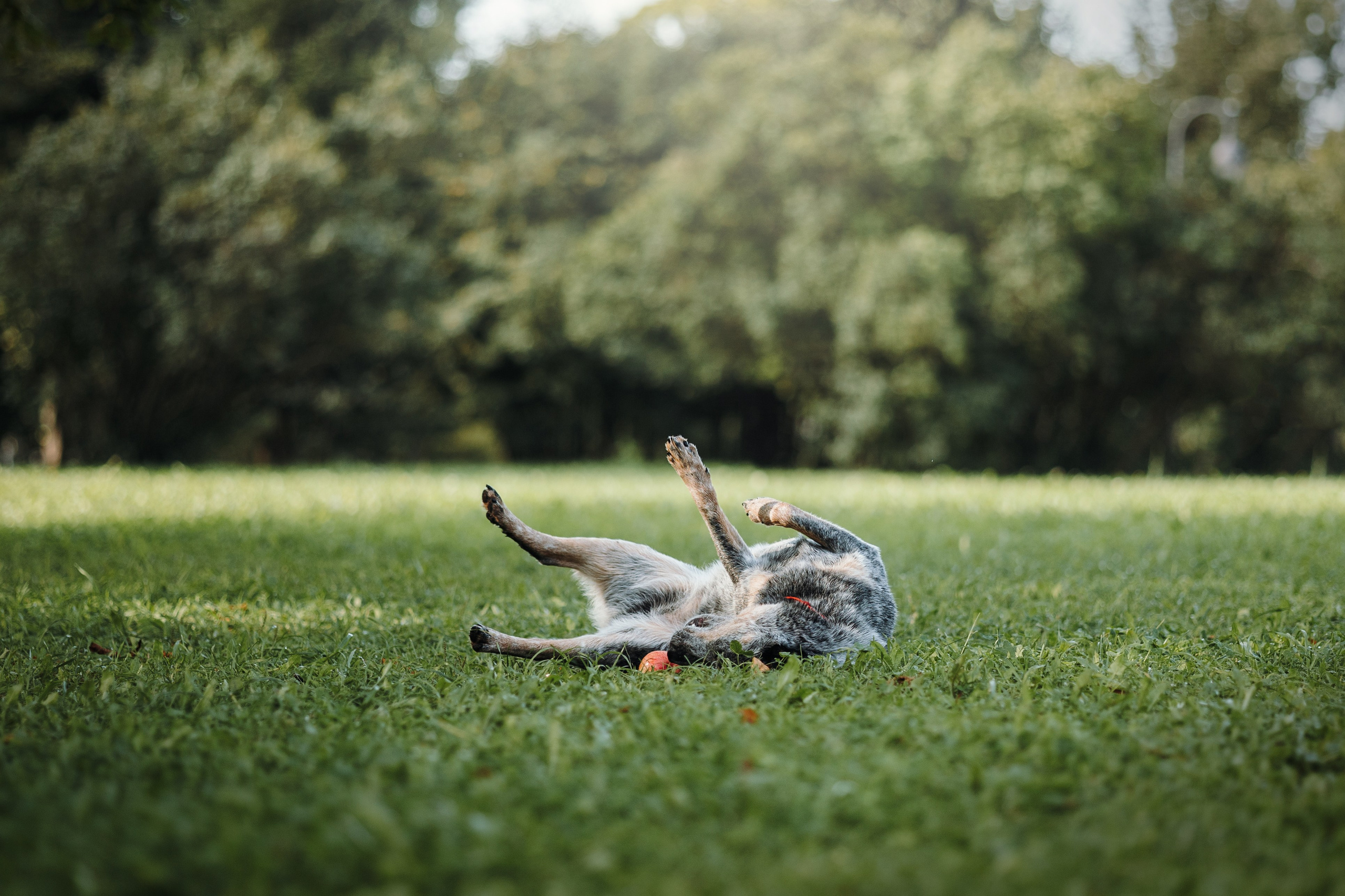 Кода и ее семья. Фотограф — Анималист | Санкт-Петербург