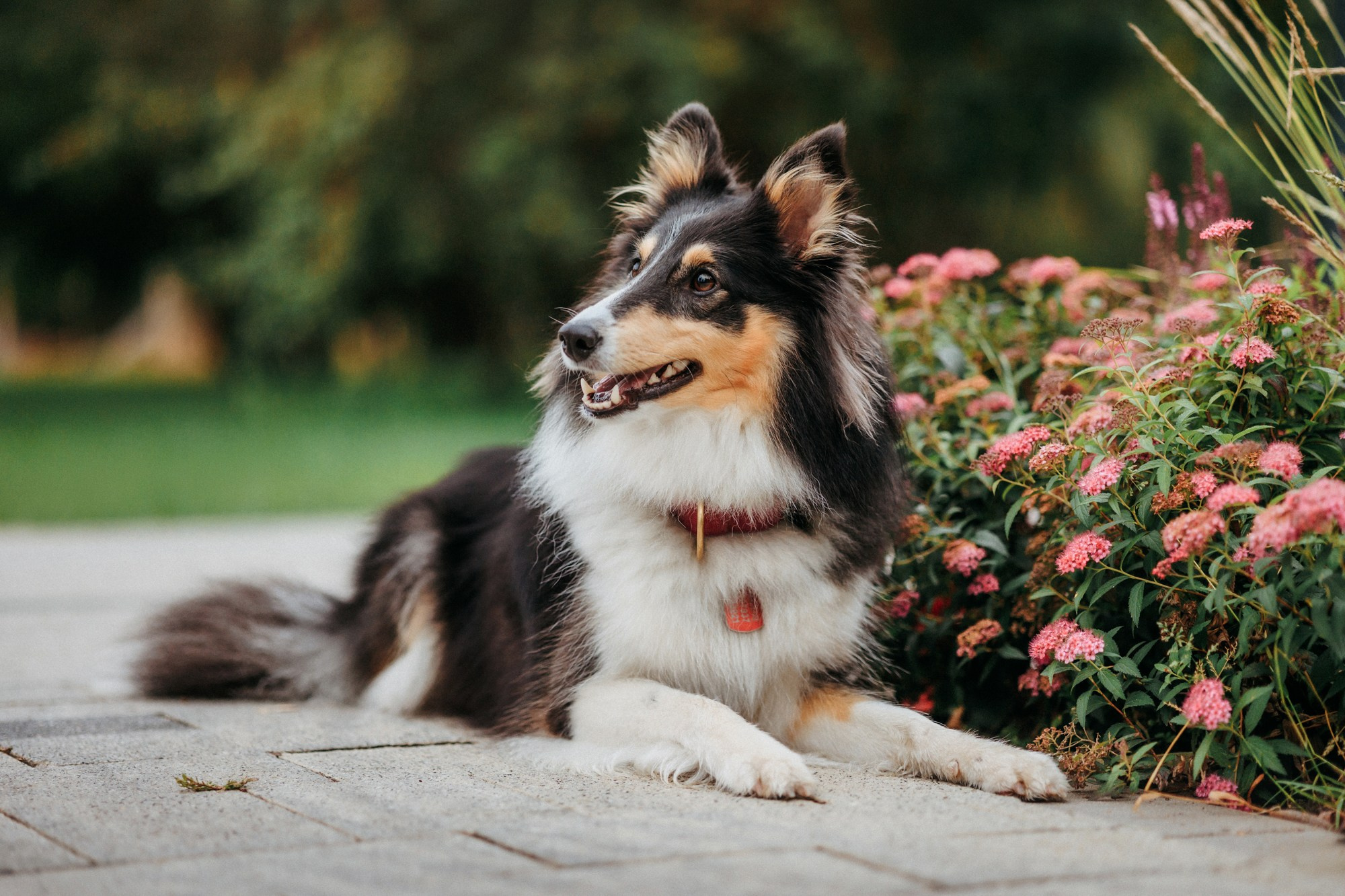 Федор, Саша и Груша. Фотограф-анималист Елена Радченко, Москва