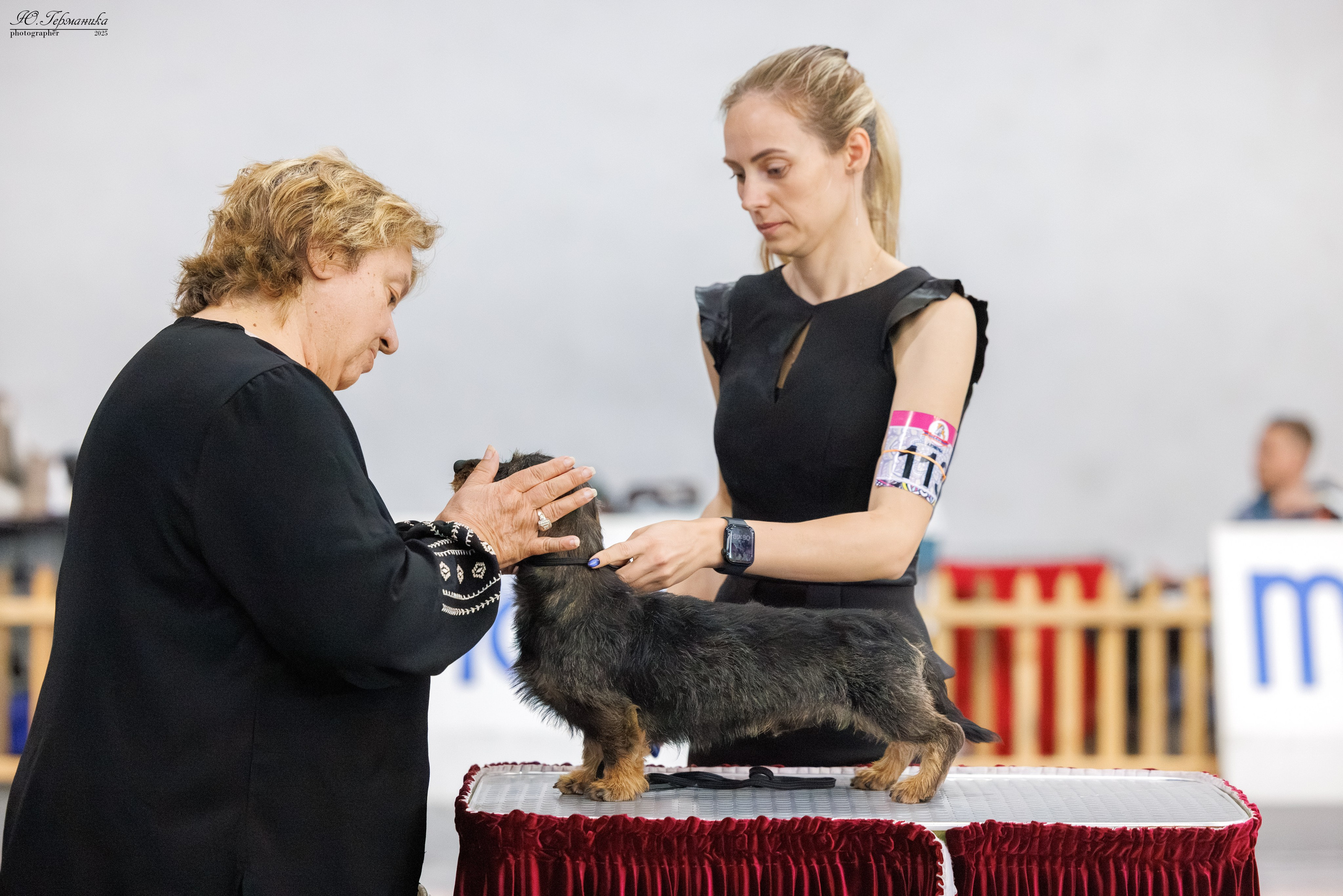 Ереван 2х CACIB 29-30.04.2025. Фотограф-анималист Юлия Германика