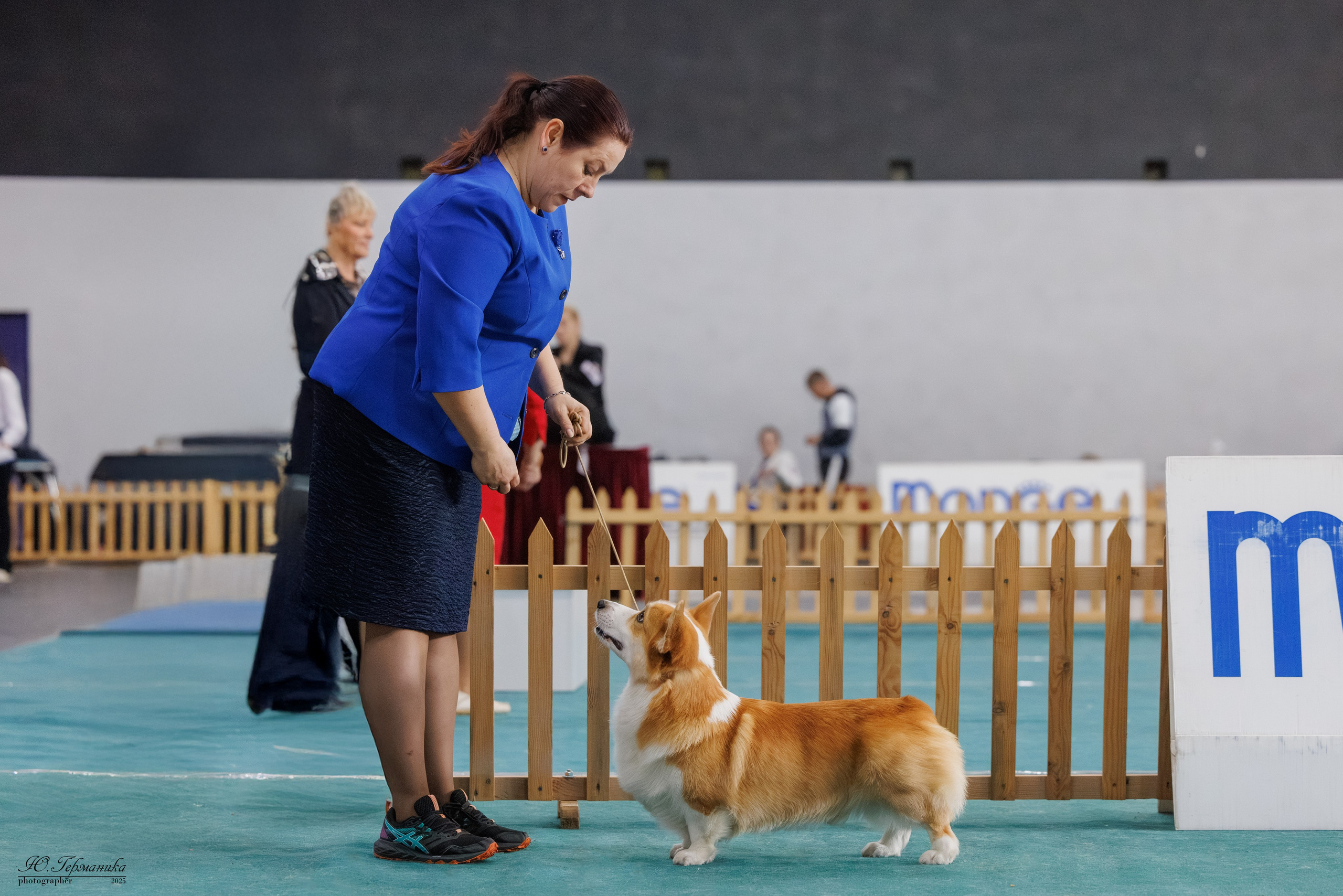 Ереван 2х CACIB 29-30.04.2025. Фотограф-анималист Юлия Германика