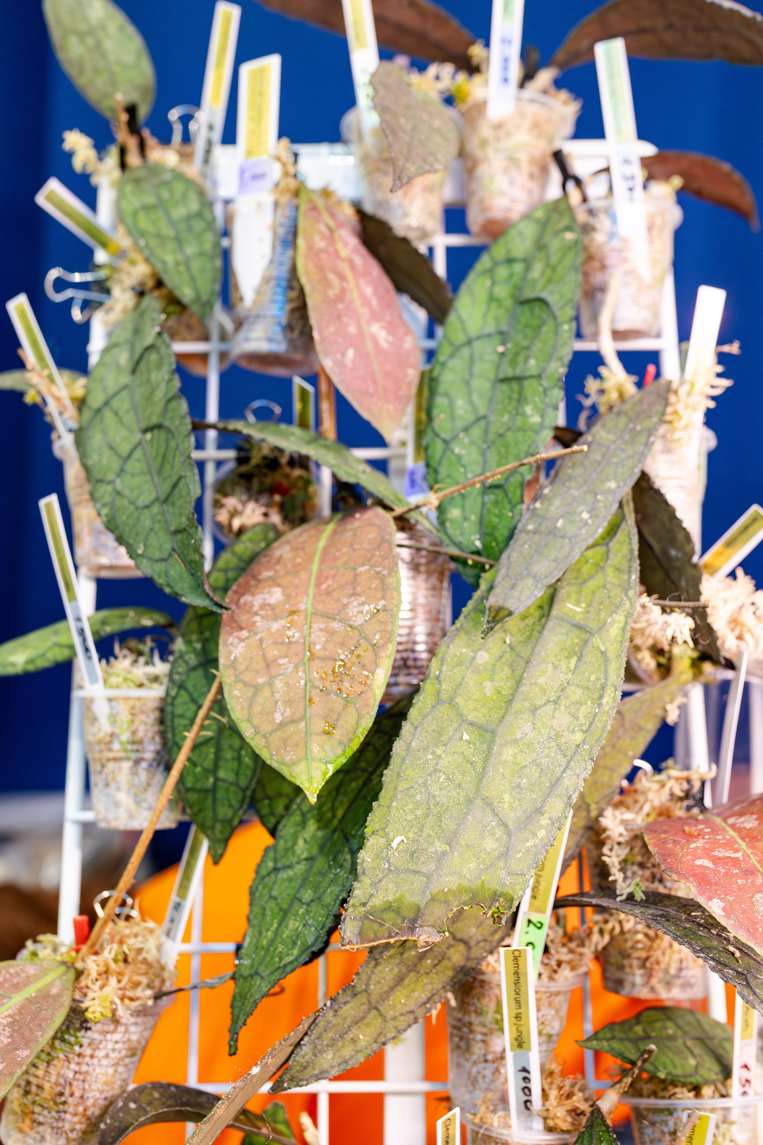 Монстериум апрель 2026. Александра Куликова фотограф, Москва