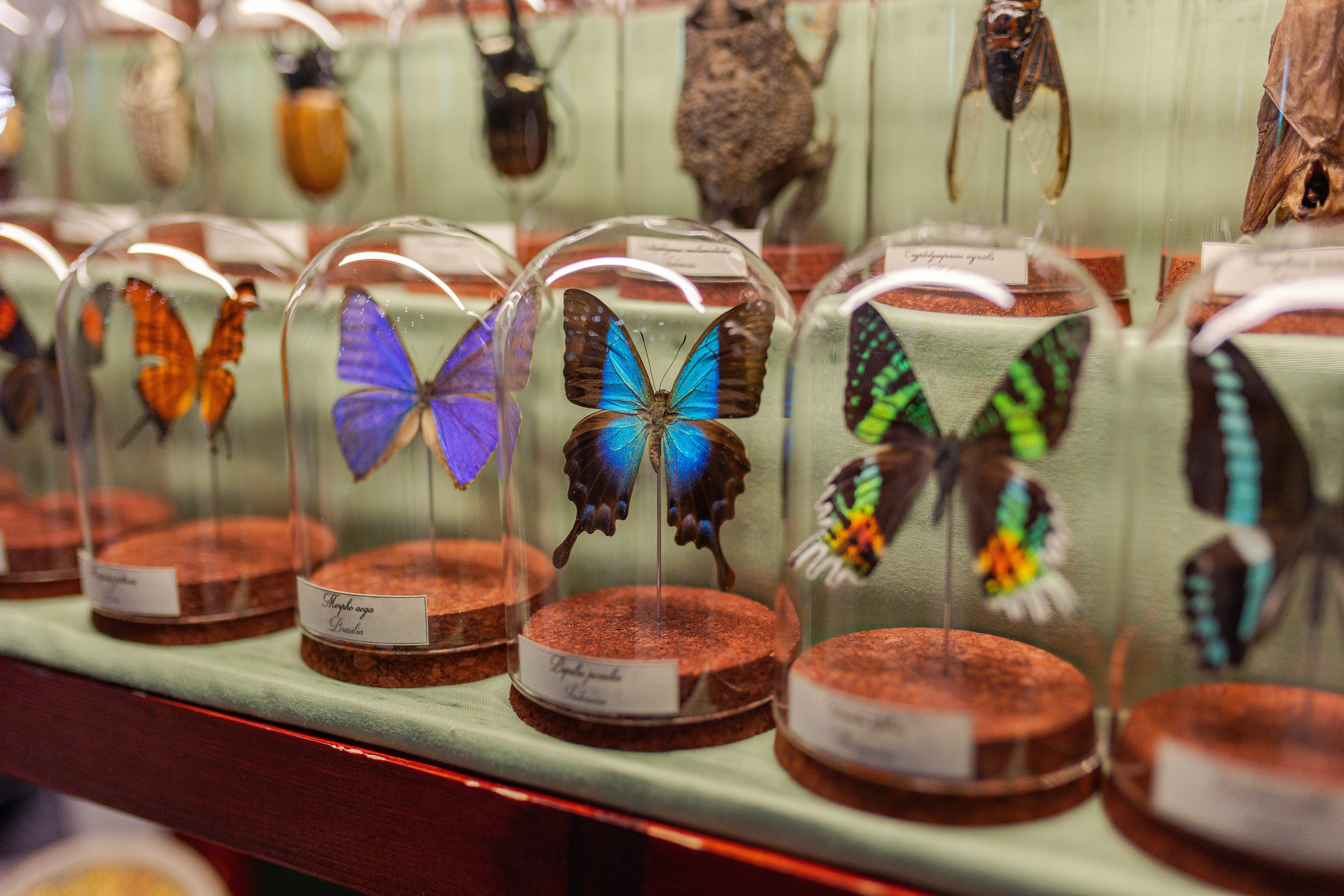 Орхидиум 12.2025. Александра Куликова фотограф, Москва