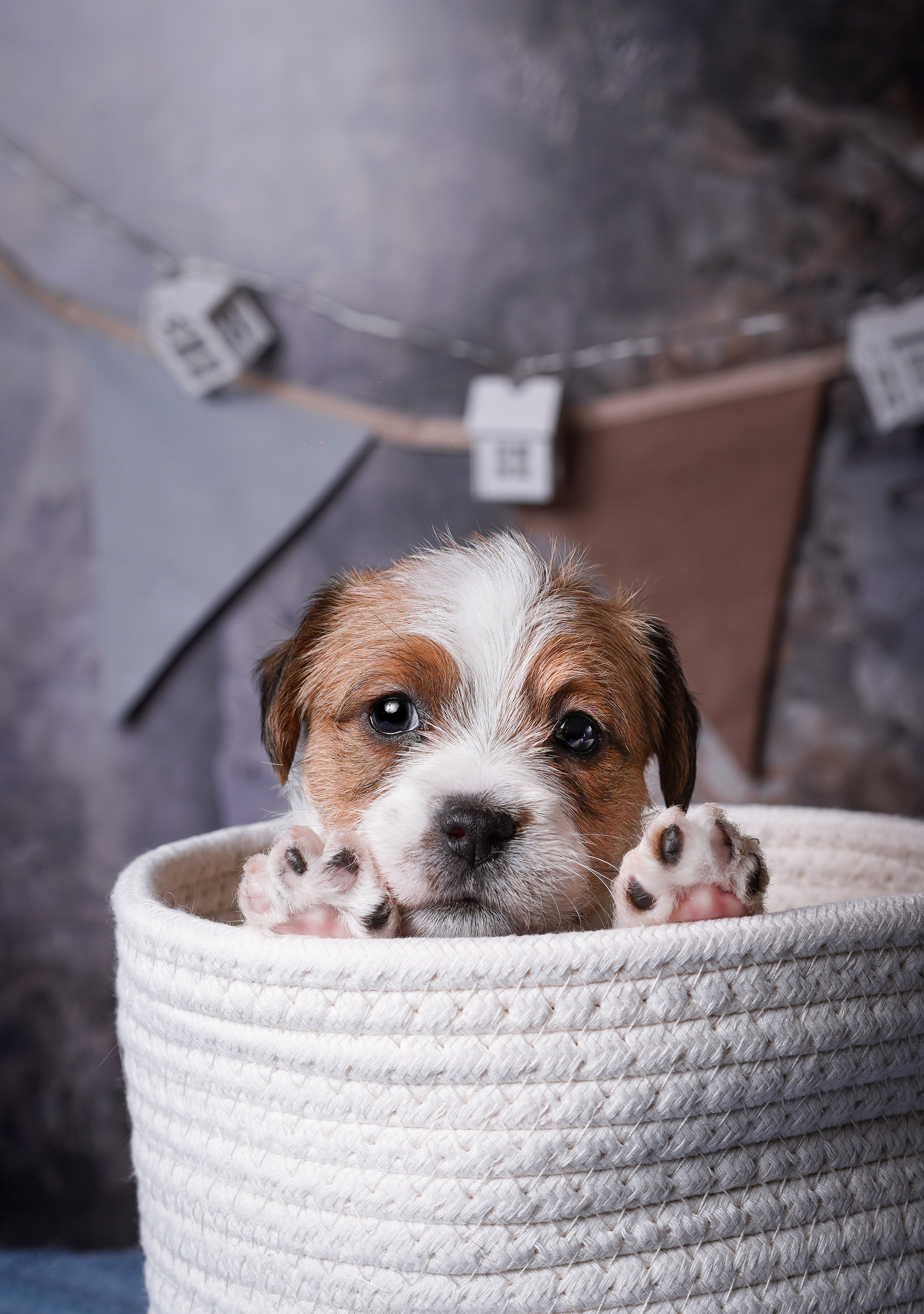 Щенули джек-рассела. Фотограф-анималист в Санкт-Петербурге Яна Мартынова