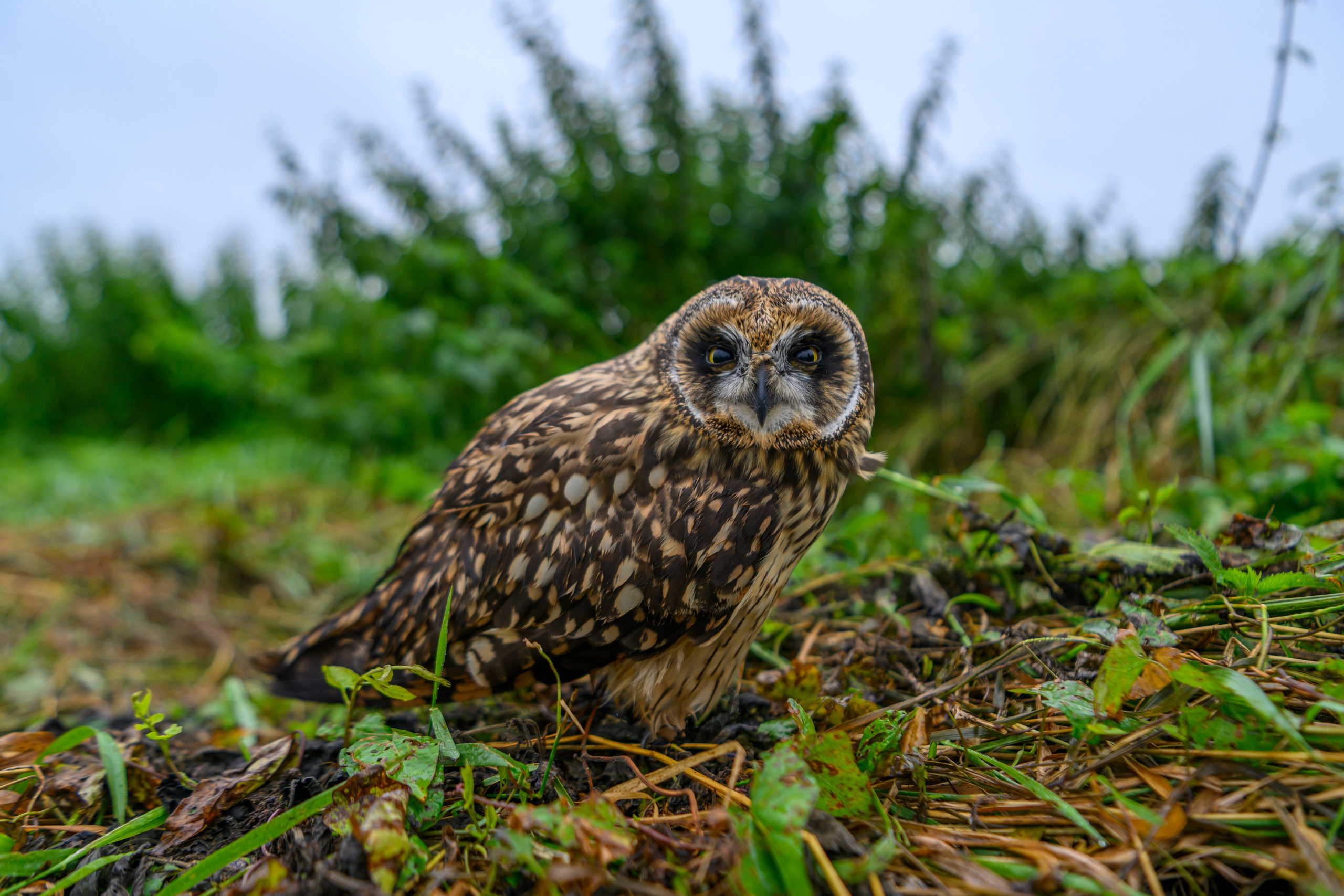 Фотосессия совенка | Owlet photo session. Фотограф Сергей Пупонин