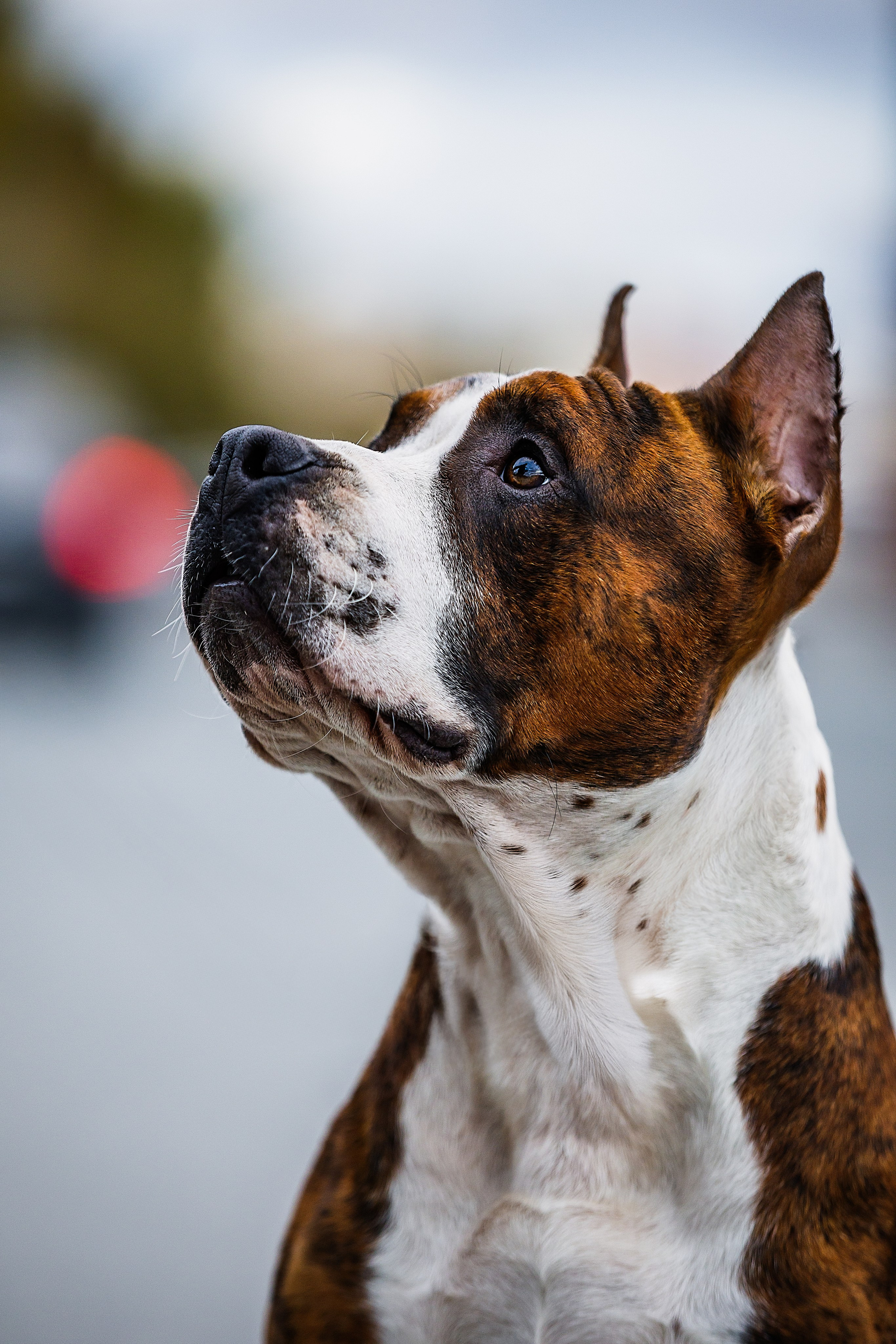 Фоторепортаж с выставки собак. Фотограф Анималист Наталья Корс Екатеринбург