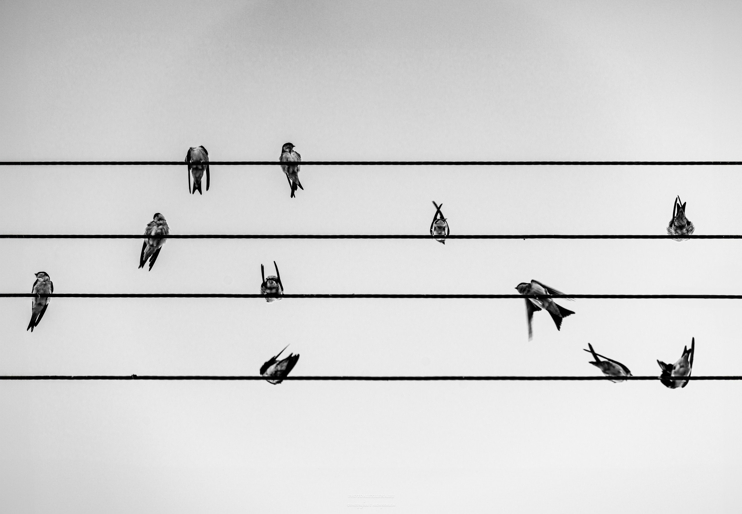 Чёрно-белые птицы. Авторские стильные фотокартины