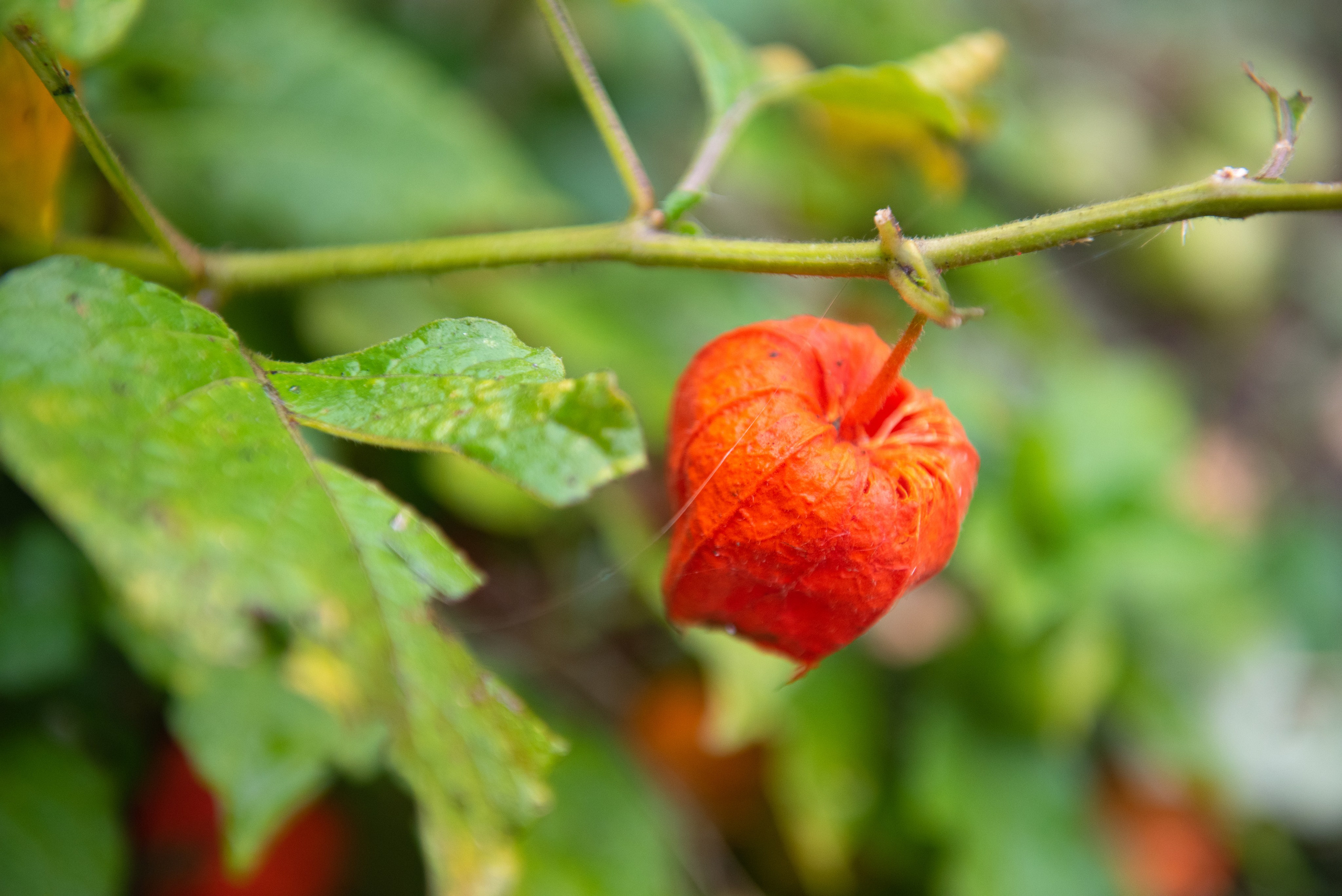 Великий Новгород. Портретный и архитектурный фотограф в Москве и Санкт-Петербурге