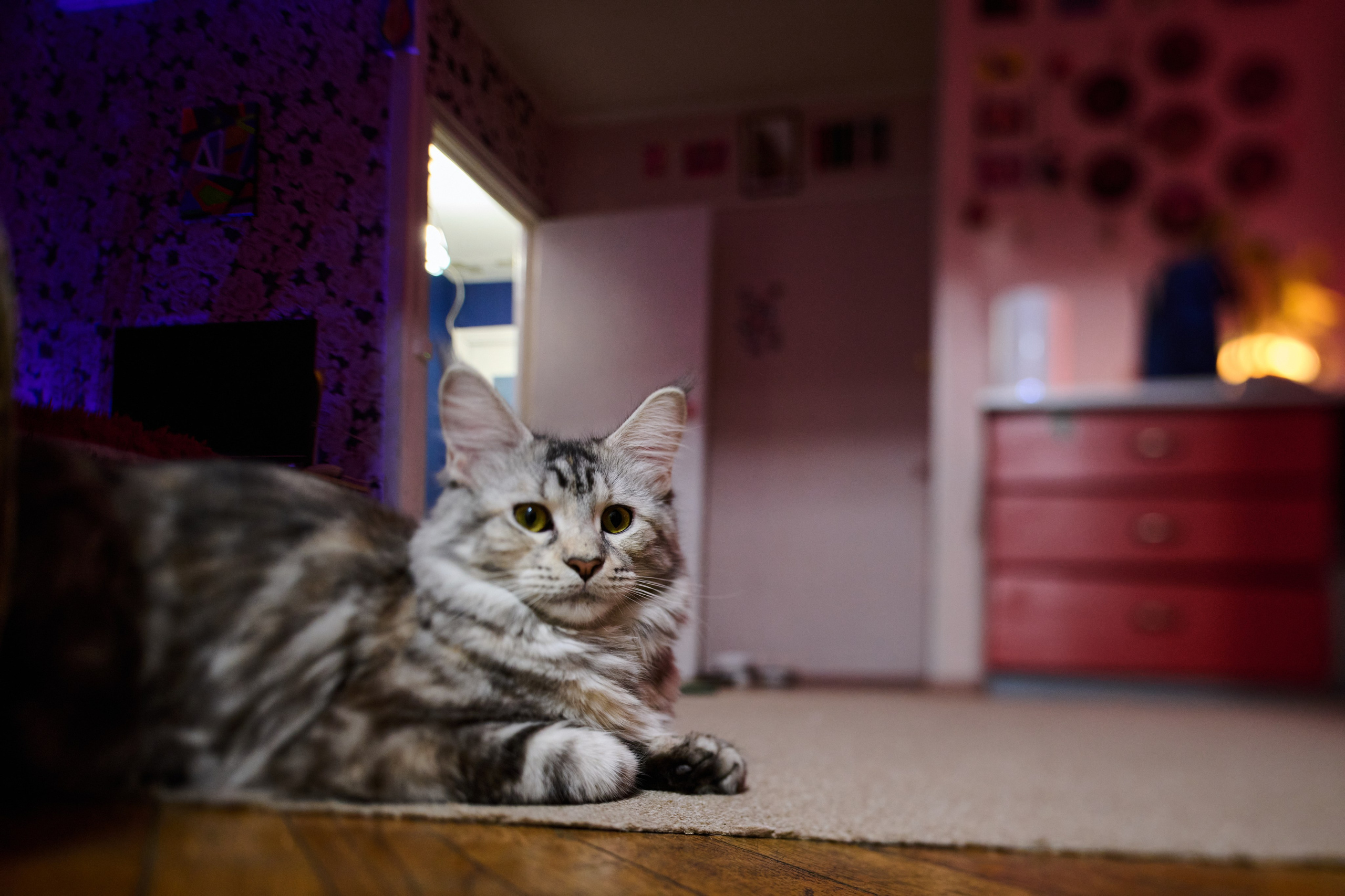 «Белка» — проба на tilt-shift 24 мм. Роман Свободный — интерьерная и архитектурная съёмка, Москва и МО