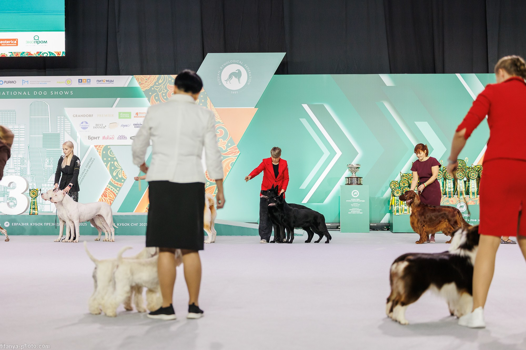 «Евразия-2025»: картинки с выставки. Фотограф собак, фотограф-анималист Аня Титова (Titanya). Москва
