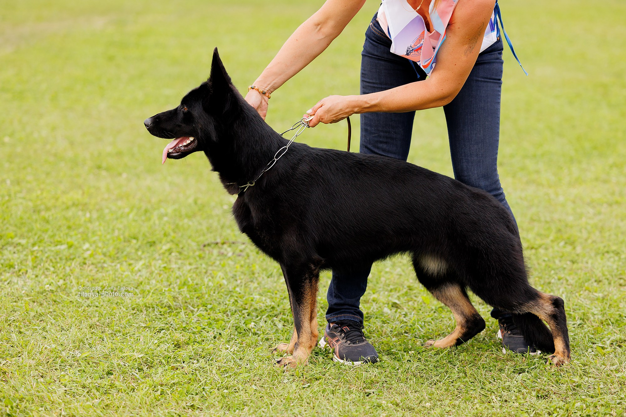 Немецкие овчарки: фото из рингов и вне ринга, мутпроба (фотографии с выставок). Фотограф собак, фотограф-анималист Аня Титова (Titanya). Москва