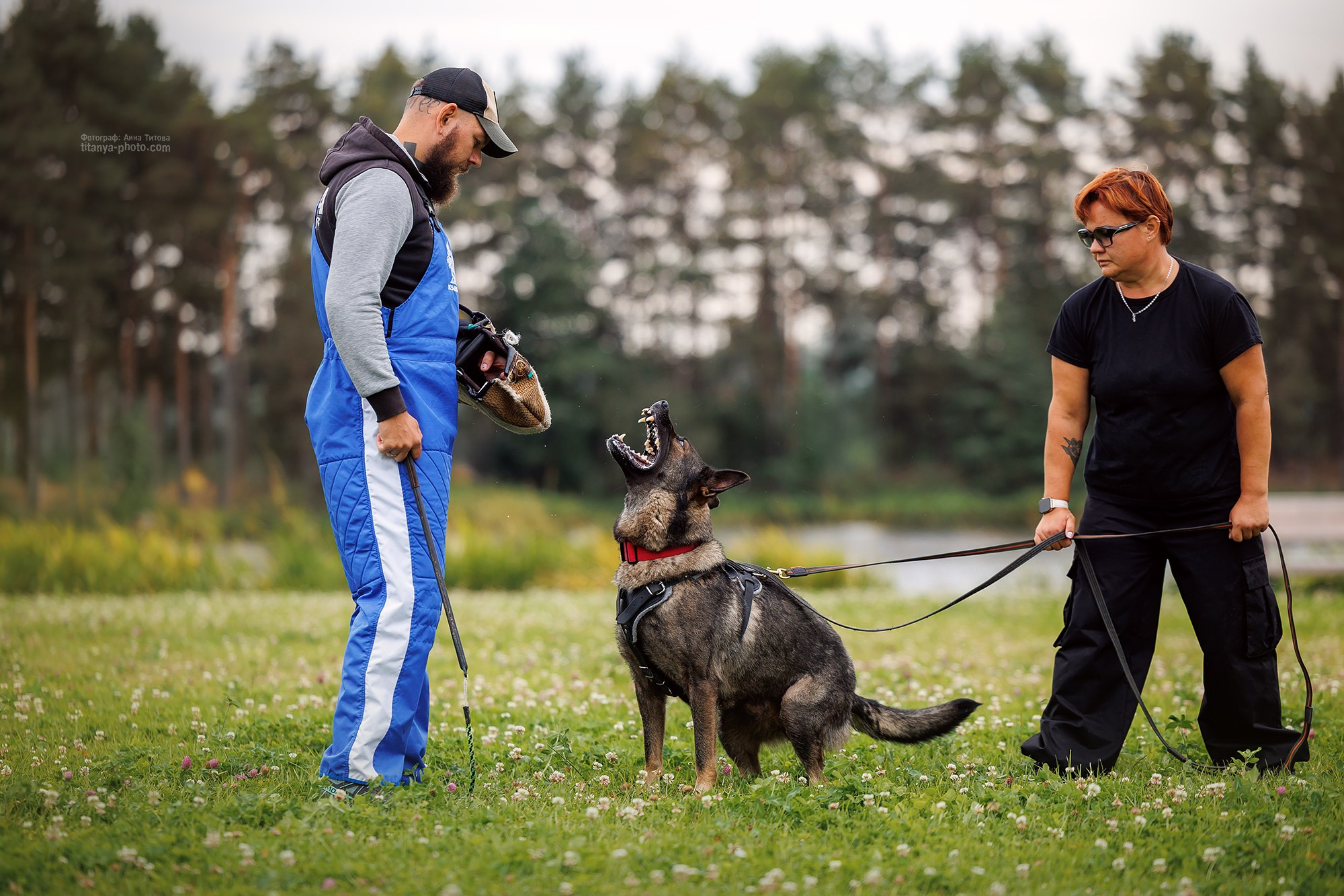 Тренировка по защите в питомнике немецких овчарок «Легенда Волги». Фотограф собак, фотограф-анималист Аня Титова (Titanya). Москва