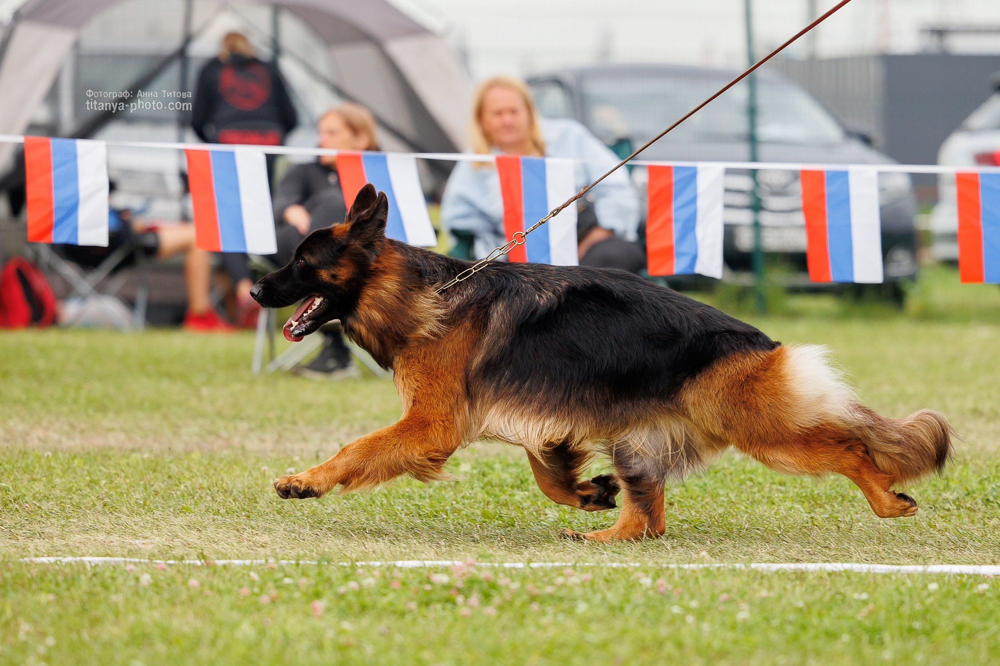 Немецкие овчарки: фото из рингов и вне ринга, мутпроба (фотографии с выставок). Фотограф собак, фотограф-анималист Аня Титова (Titanya). Москва