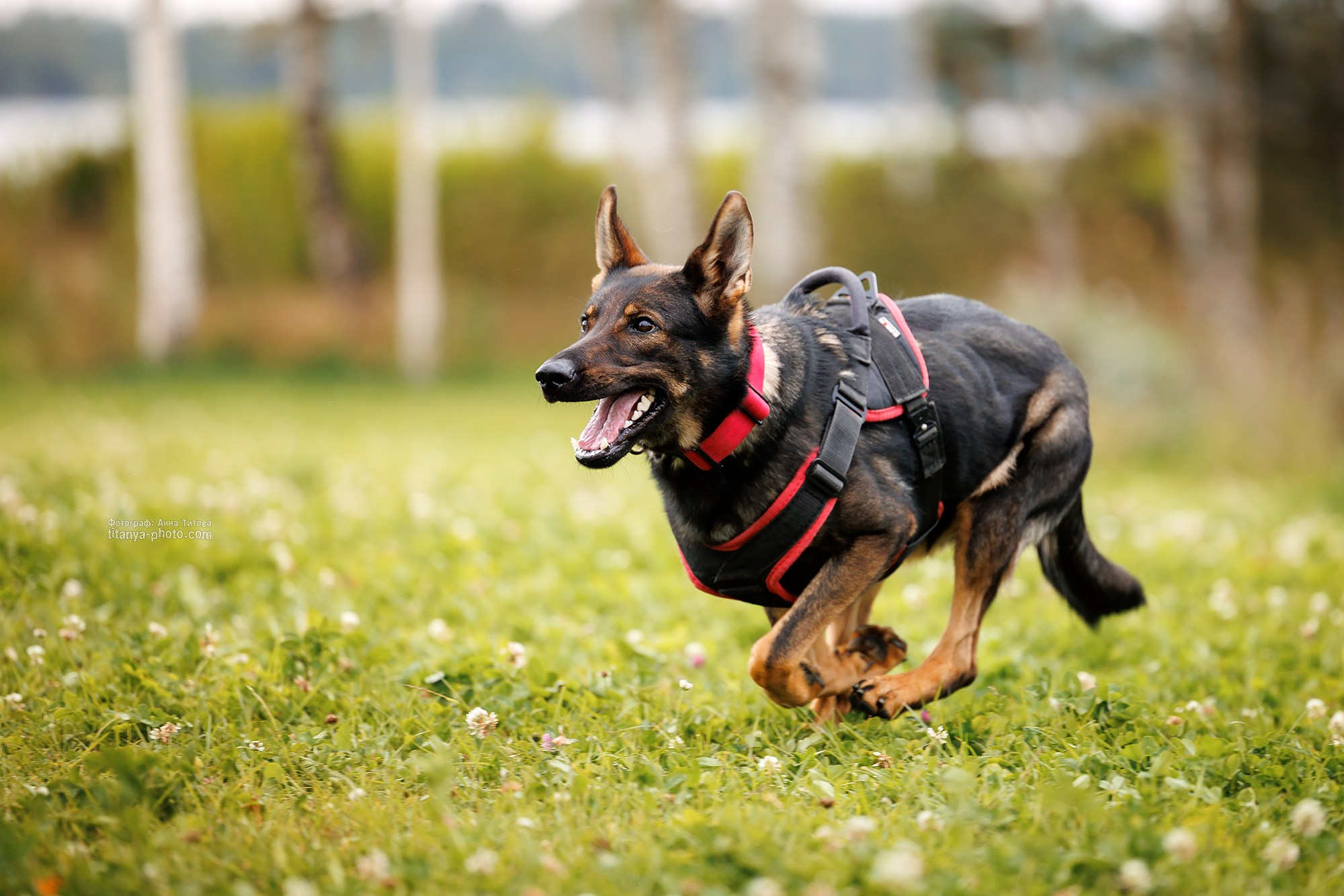 Тренировка по защите в питомнике немецких овчарок «Легенда Волги». Фотограф собак, фотограф-анималист Аня Титова (Titanya). Москва