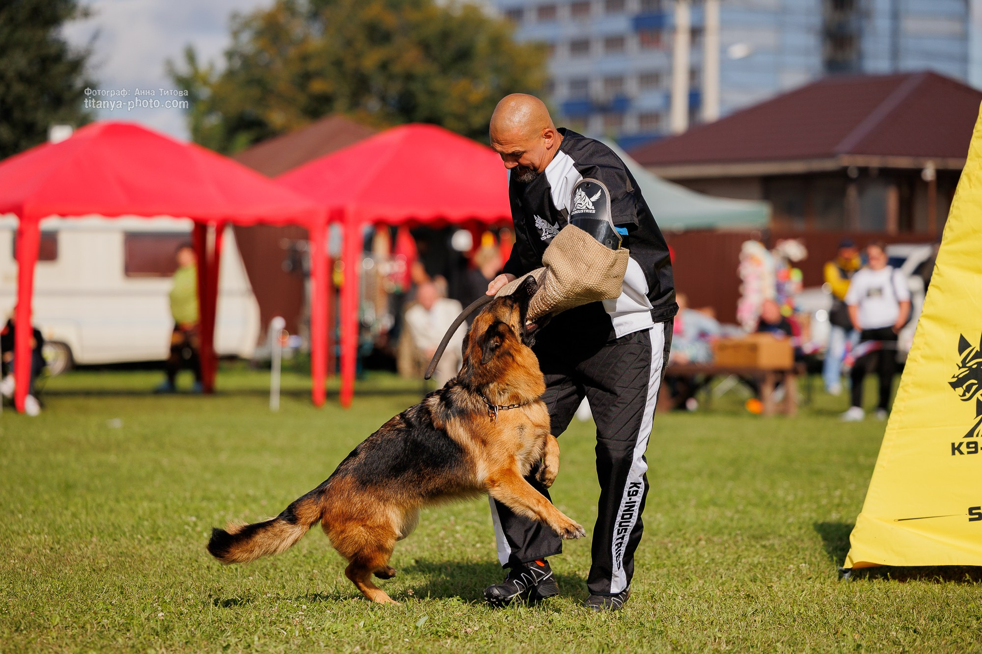 Немецкие овчарки: фото из рингов и вне ринга, мутпроба (фотографии с выставок). Фотограф собак, фотограф-анималист Аня Титова (Titanya). Москва