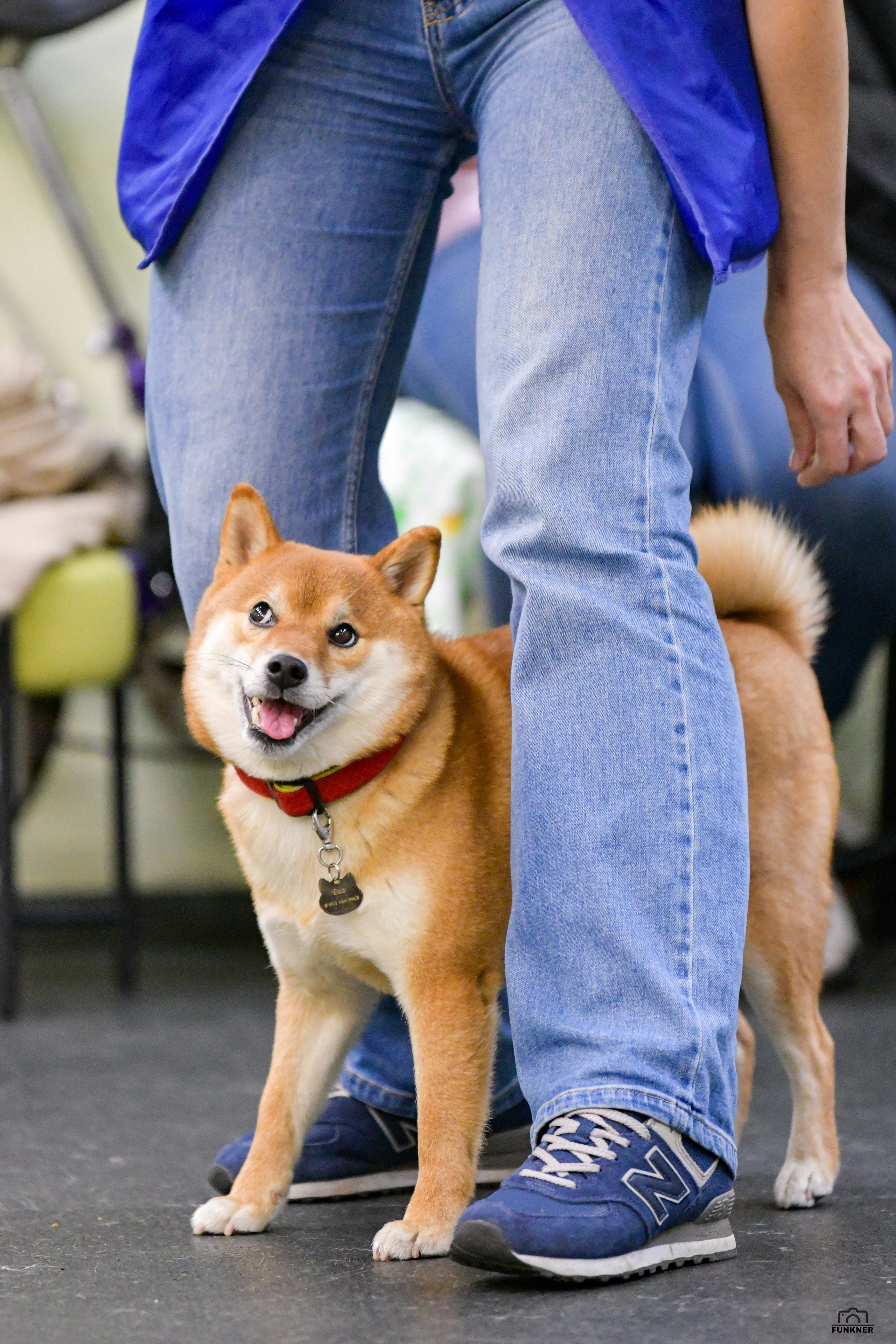 Кинологический клуб «Бодрый хвост». Свой взгляд через объектив