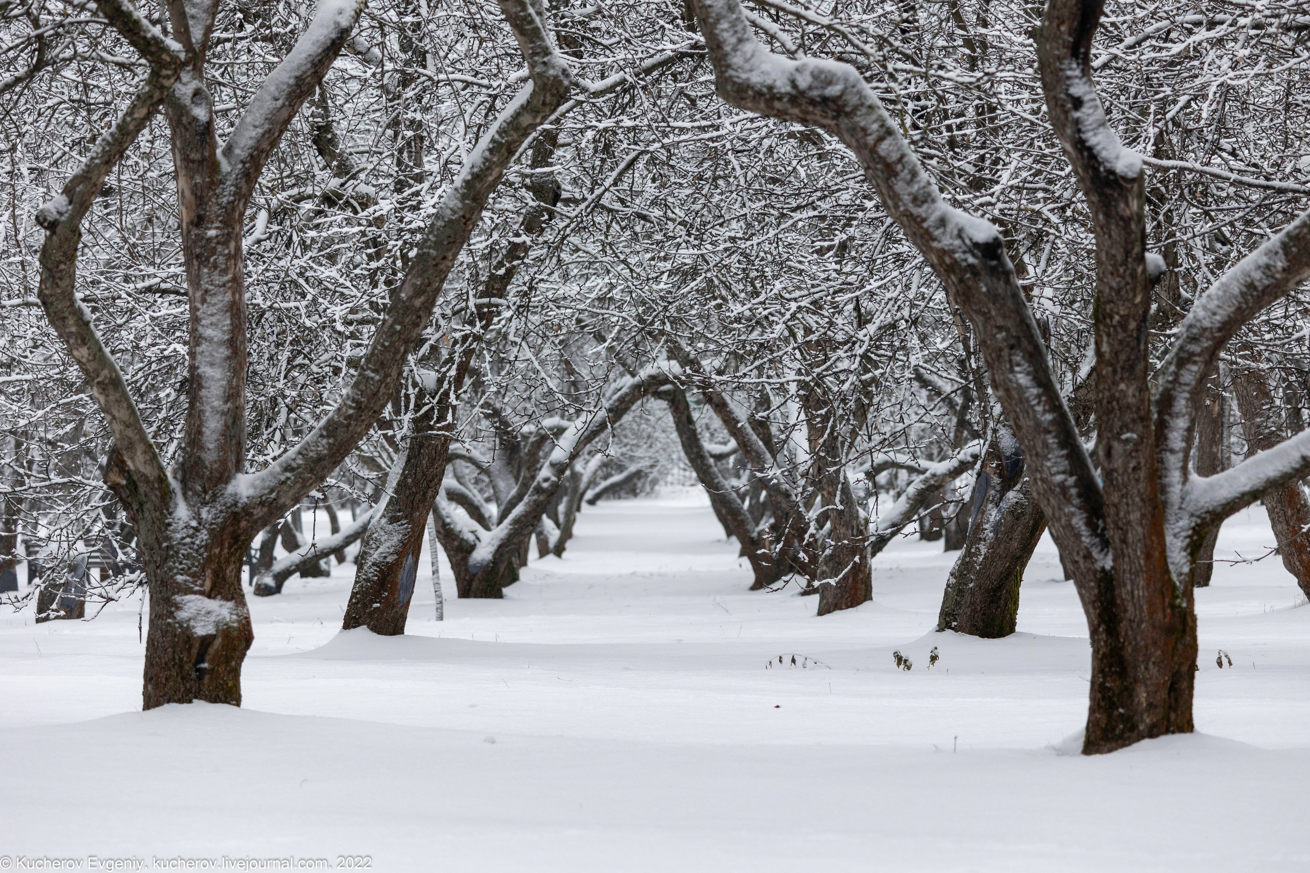 Коломенское. Кучеров Евгений. Фотограф