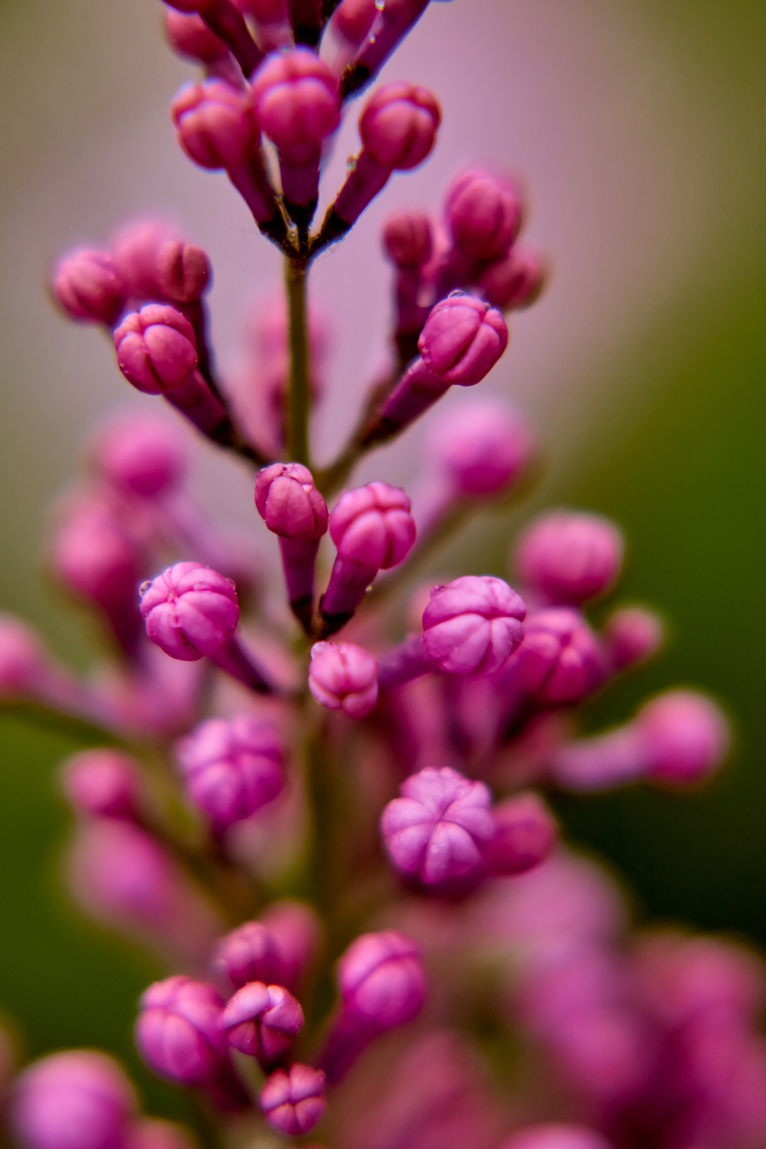 Пышное цветение сирени в весеннем рассвете, фотография православного портретного и детского фотографа Николая Голованова из Дзержинска.