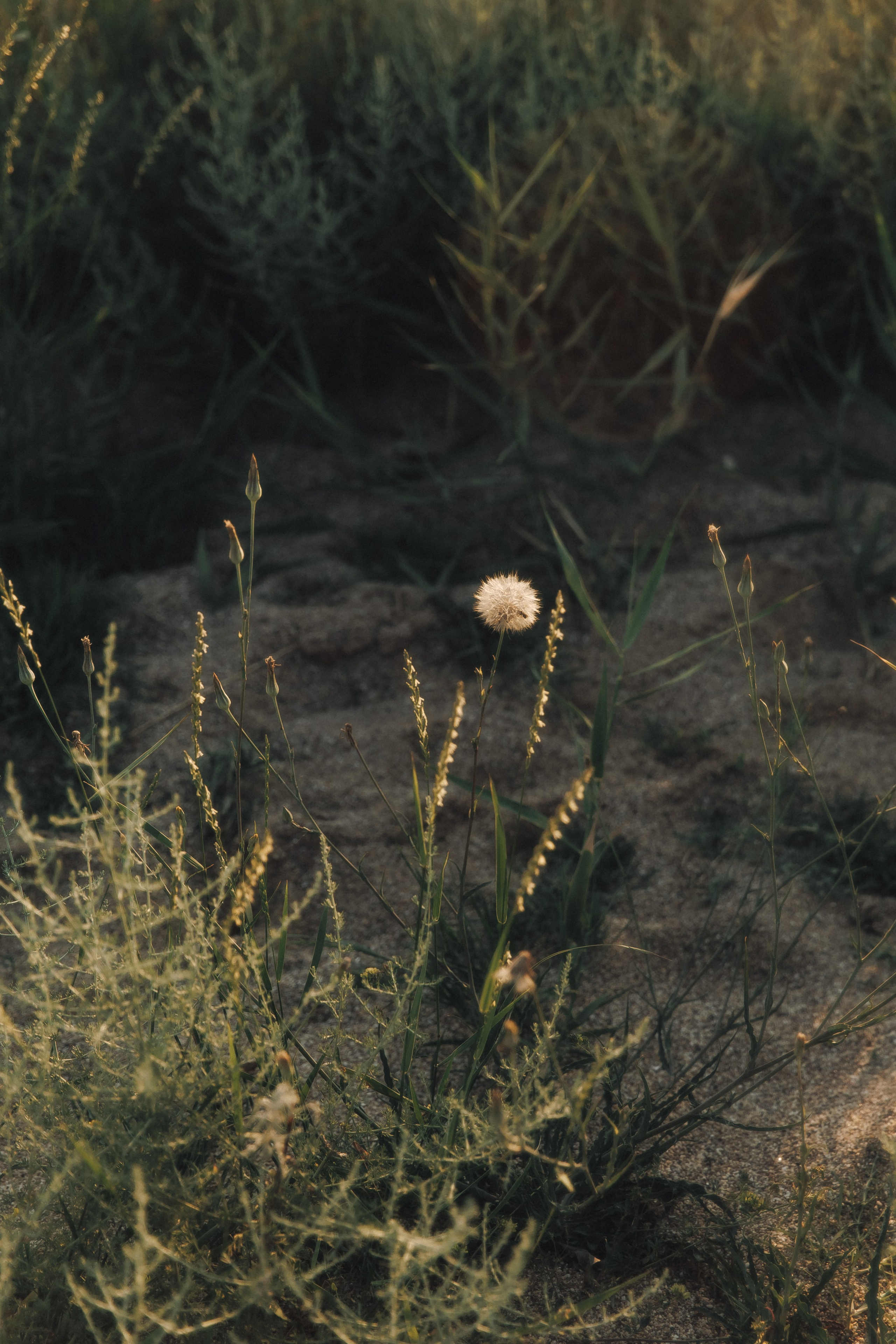 Masha | Family. Свадебный фотограф в Севастополе и Крыму| Tanya Sher