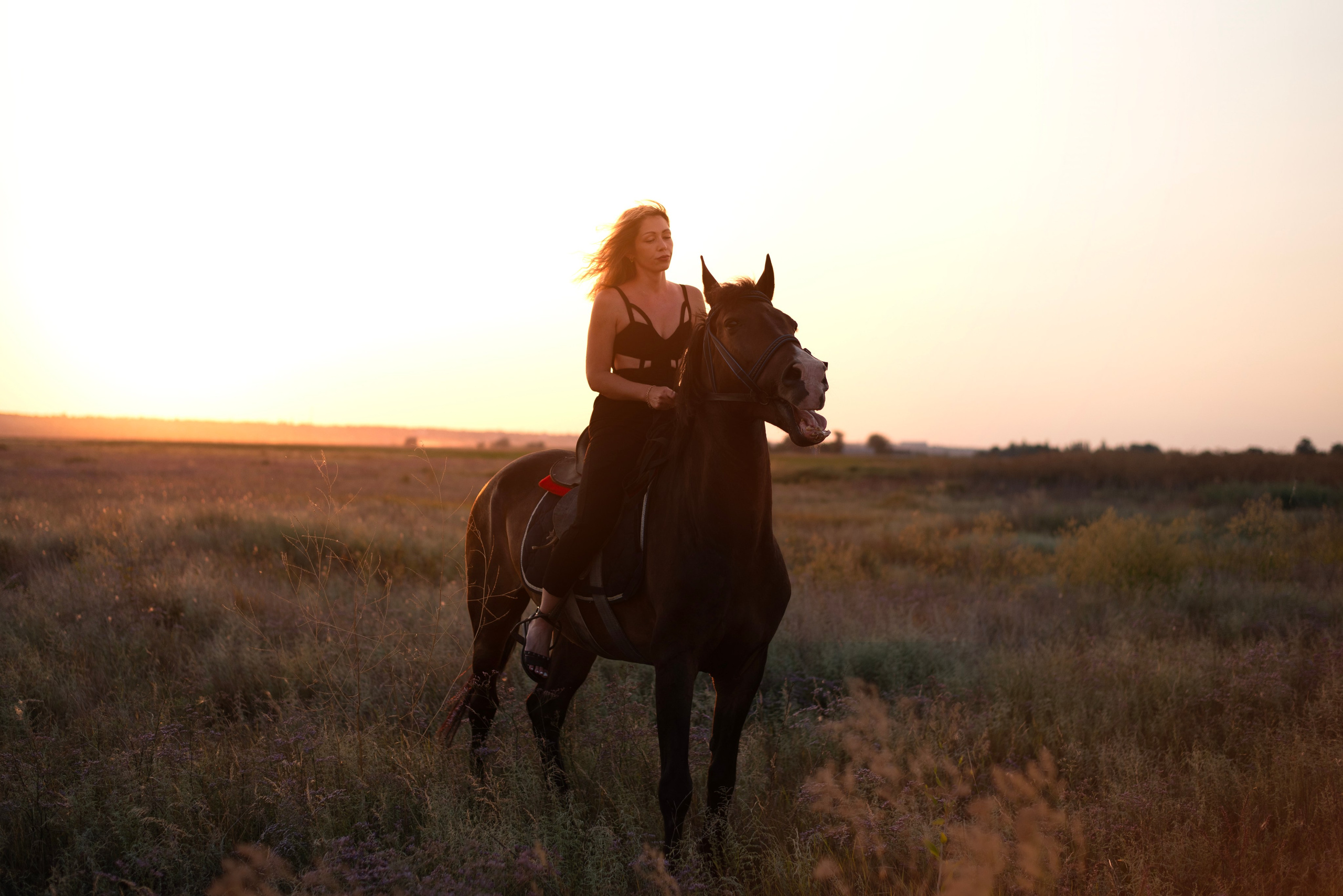 Леди и лошадь. Главная