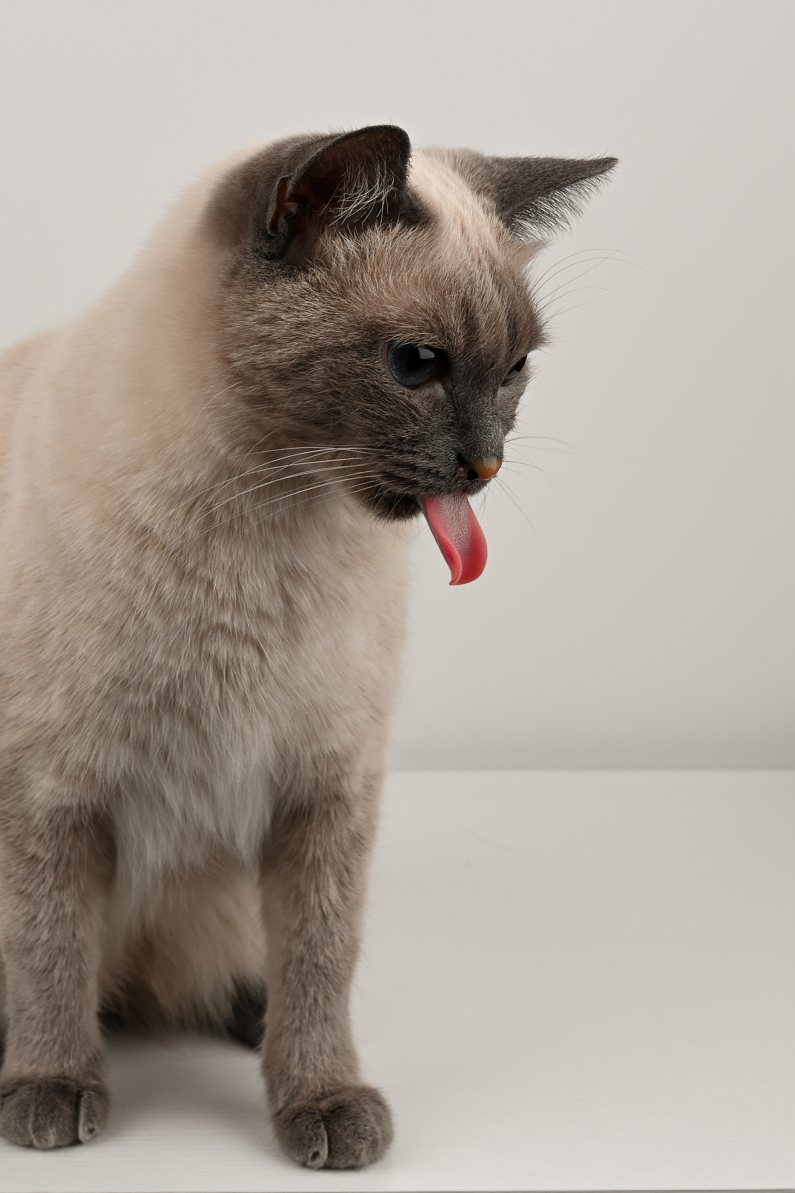 О нешей Снежке. Полина Бамбиза фотограф фотосессии Красноярск фотокниги портрет