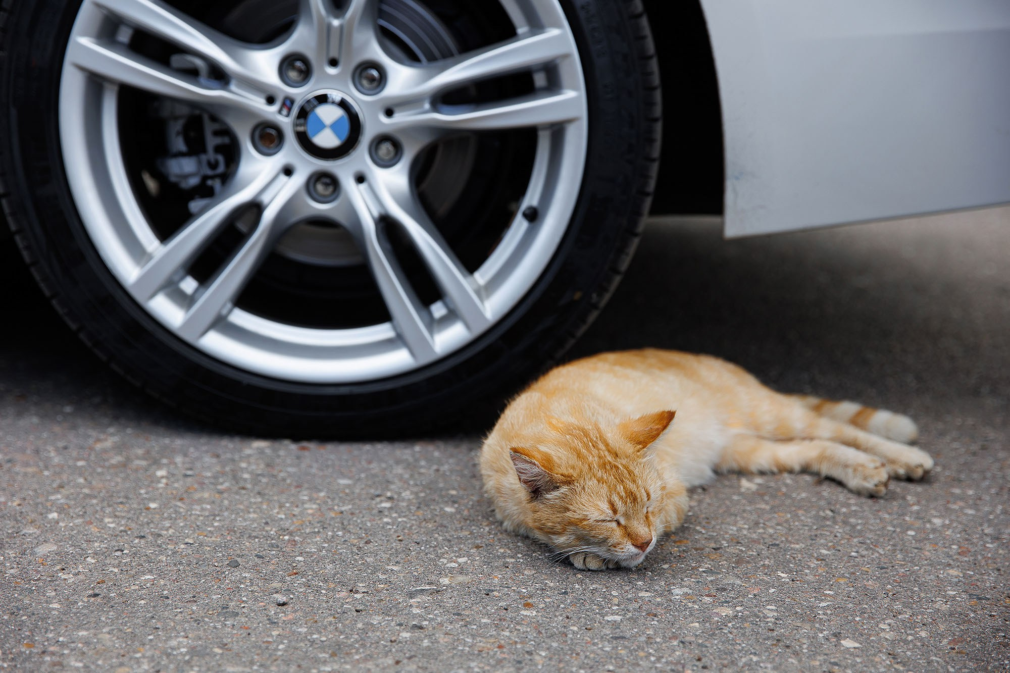 Прогулка, фотосессия жениха и невесты. Свадебная съемка. Фотограф в Москве Валерий Боцман