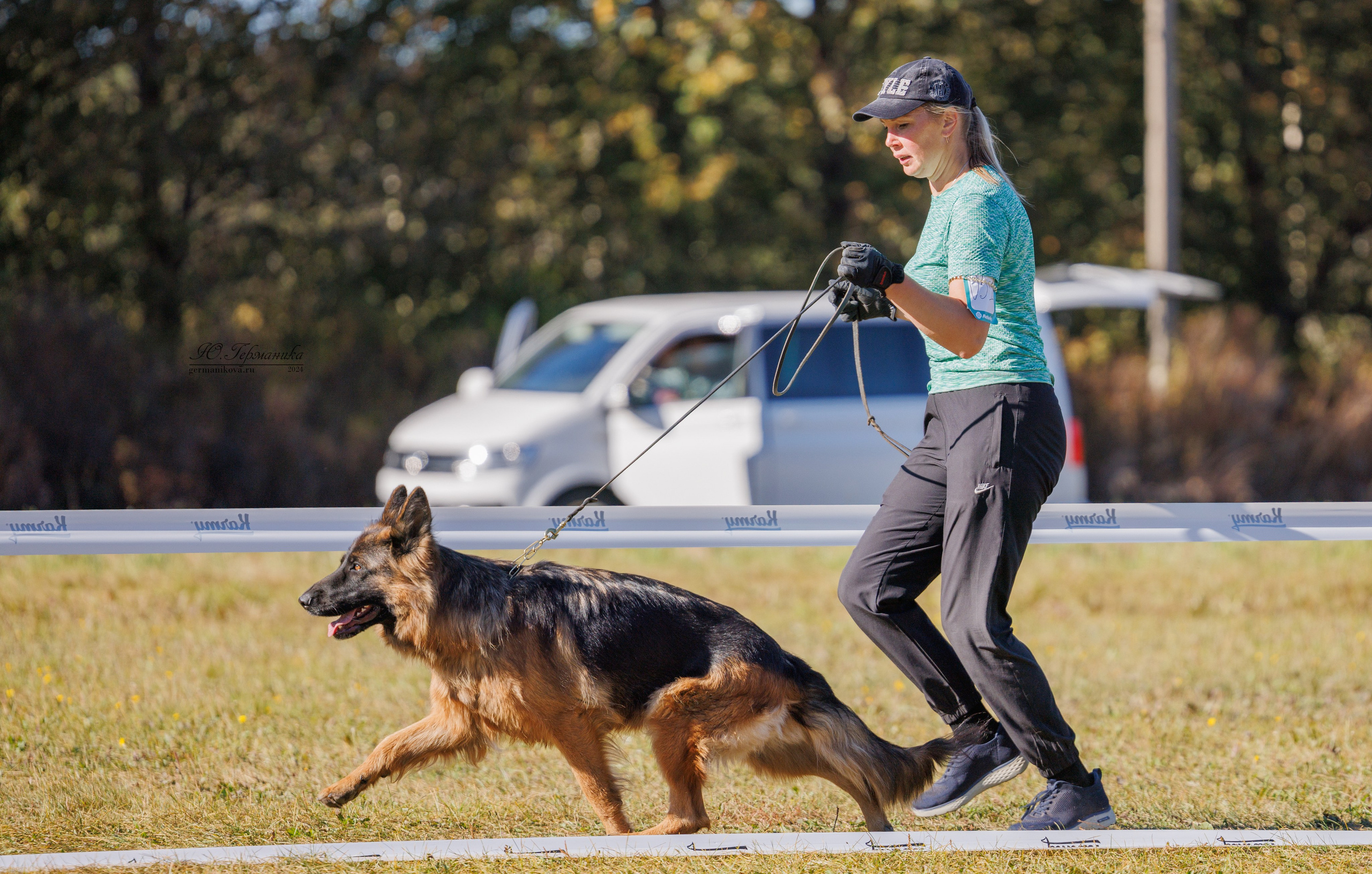 Тверь немецкие овчарки 22.09.2024. Фотограф-анималист Юлия Германика