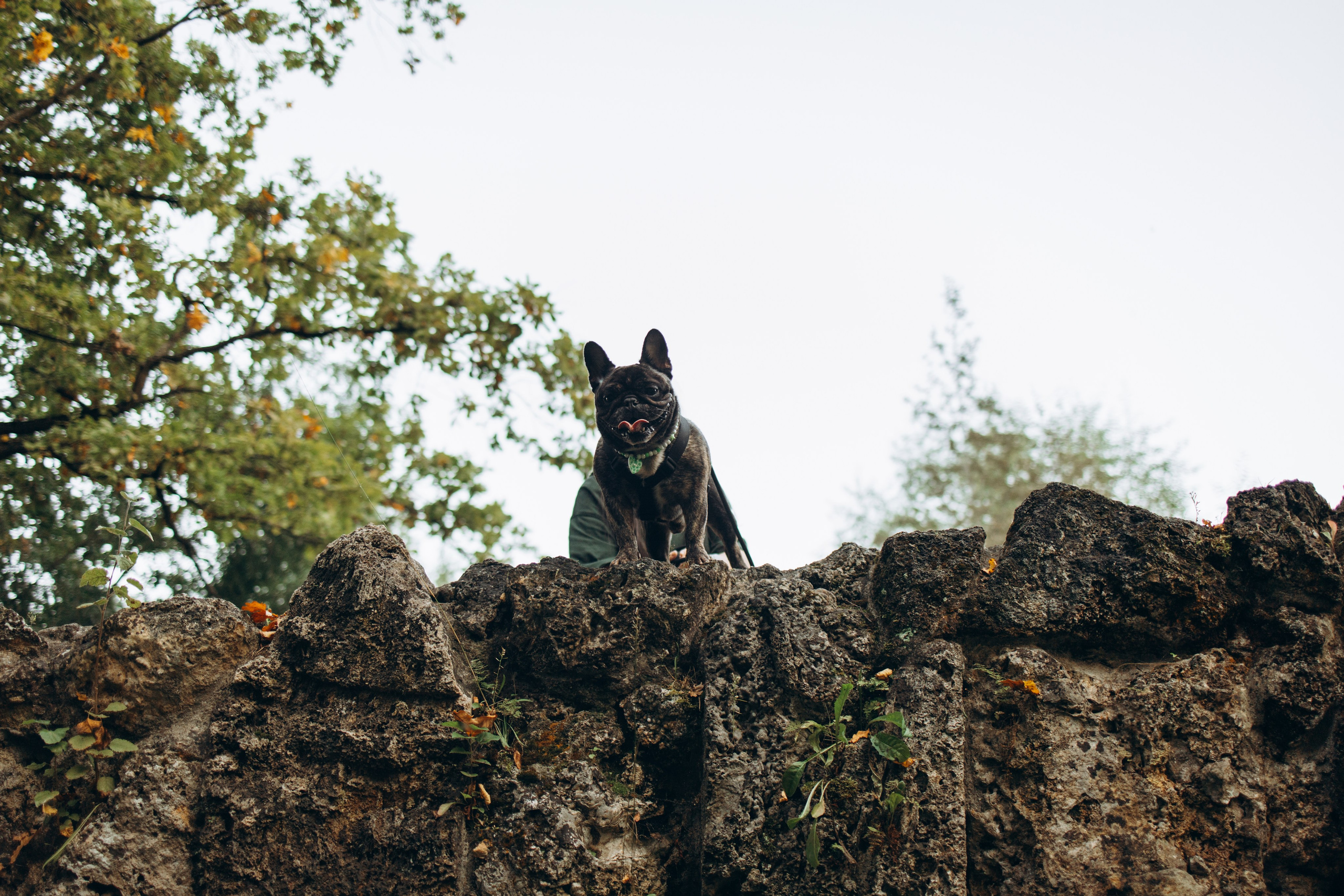 Олеся и Луи. Фотограф — Анималист | Санкт-Петербург