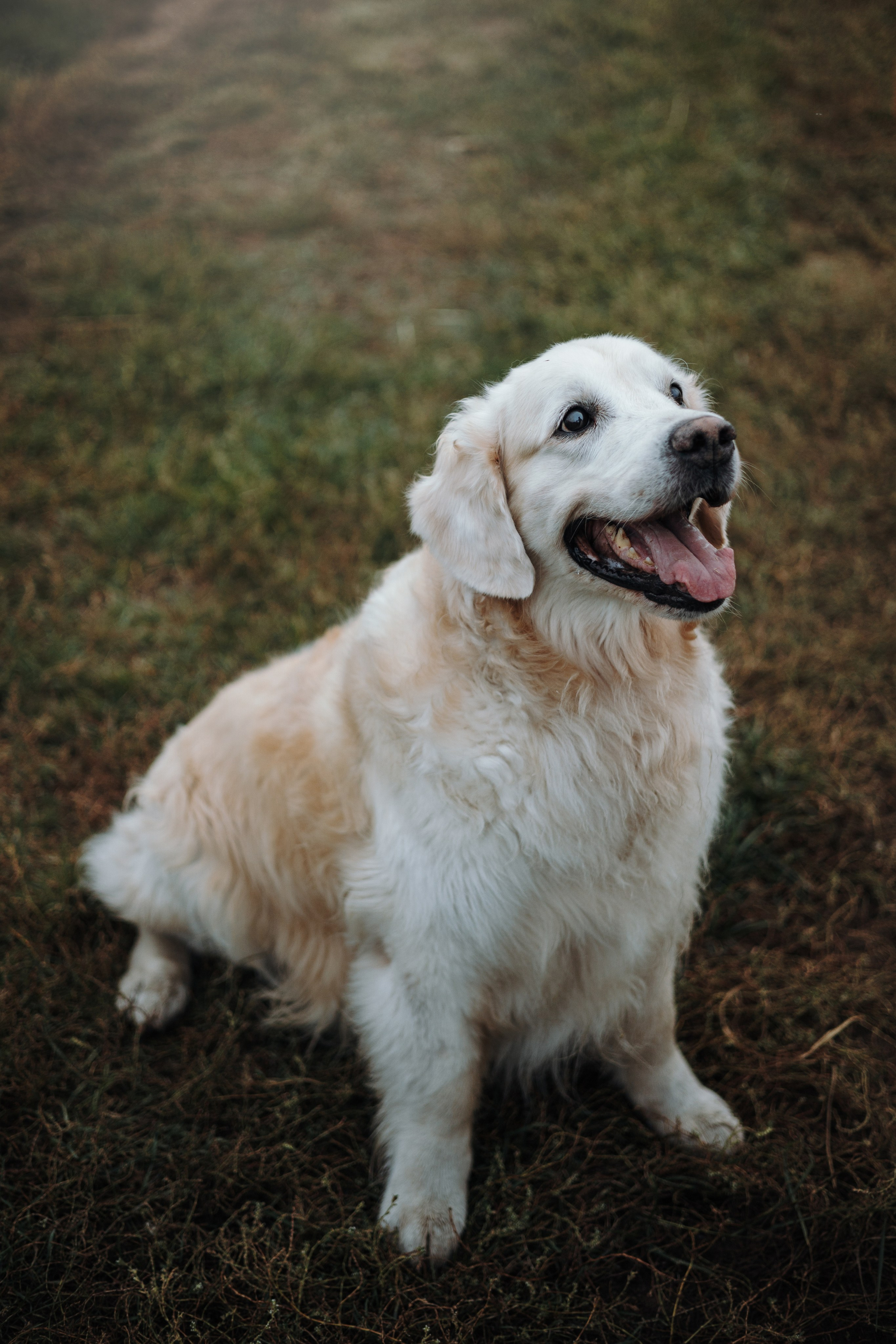 Света и Том. Фотограф — Анималист | Санкт-Петербург