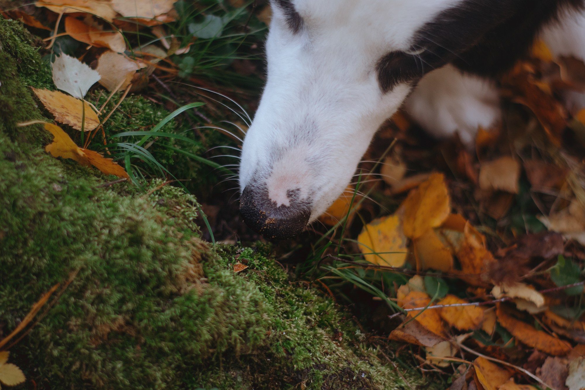 Ликёр. Фотограф в Тюмени Лизавета Сапицкая