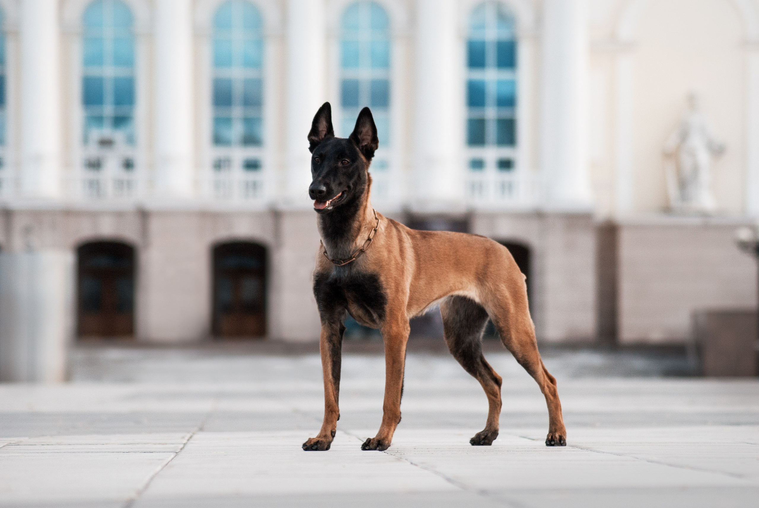 Маша и Берри. Фотограф в Тюмени Лизавета Сапицкая