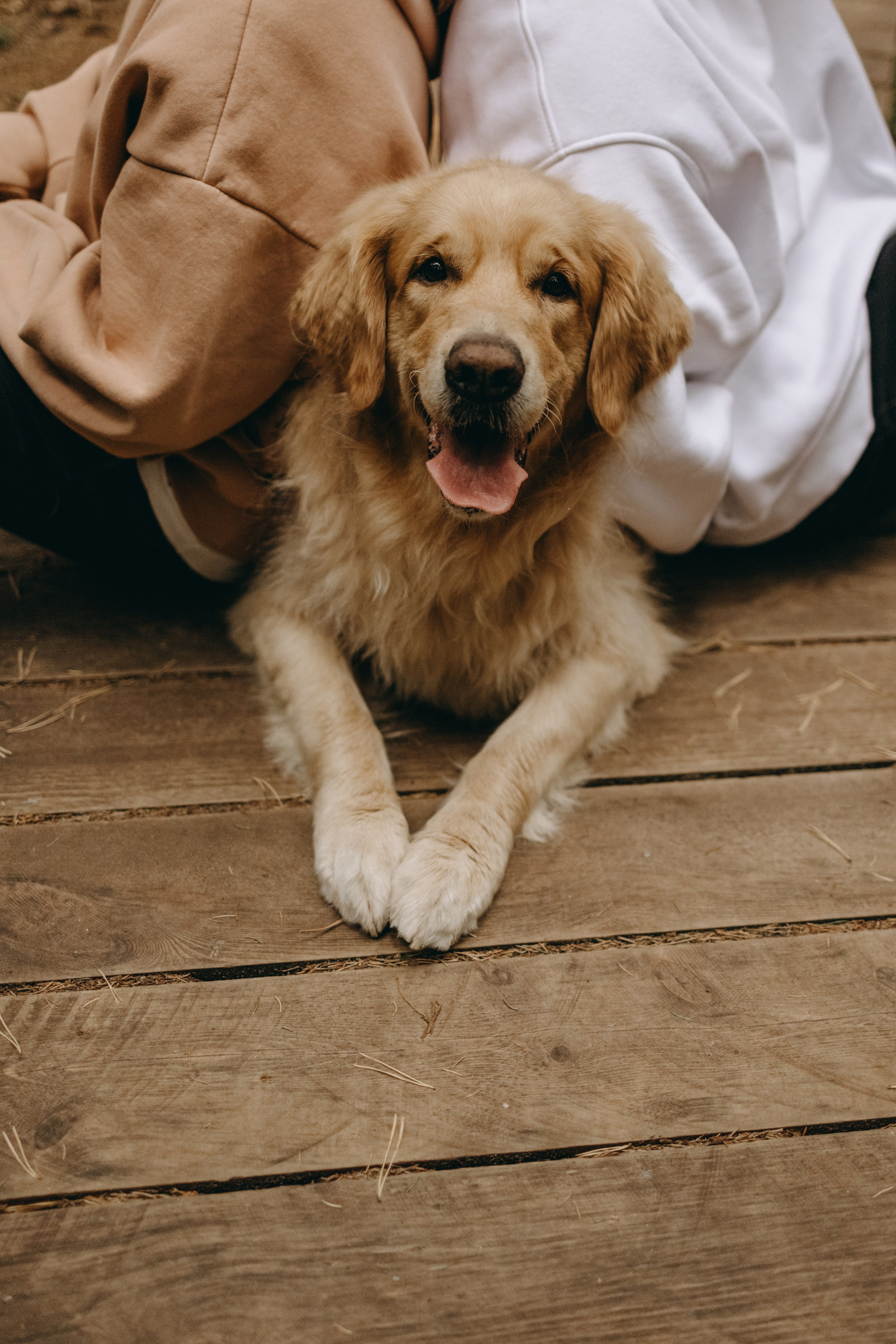 Фоси и его семьи. Фотограф — Анималист | Санкт-Петербург